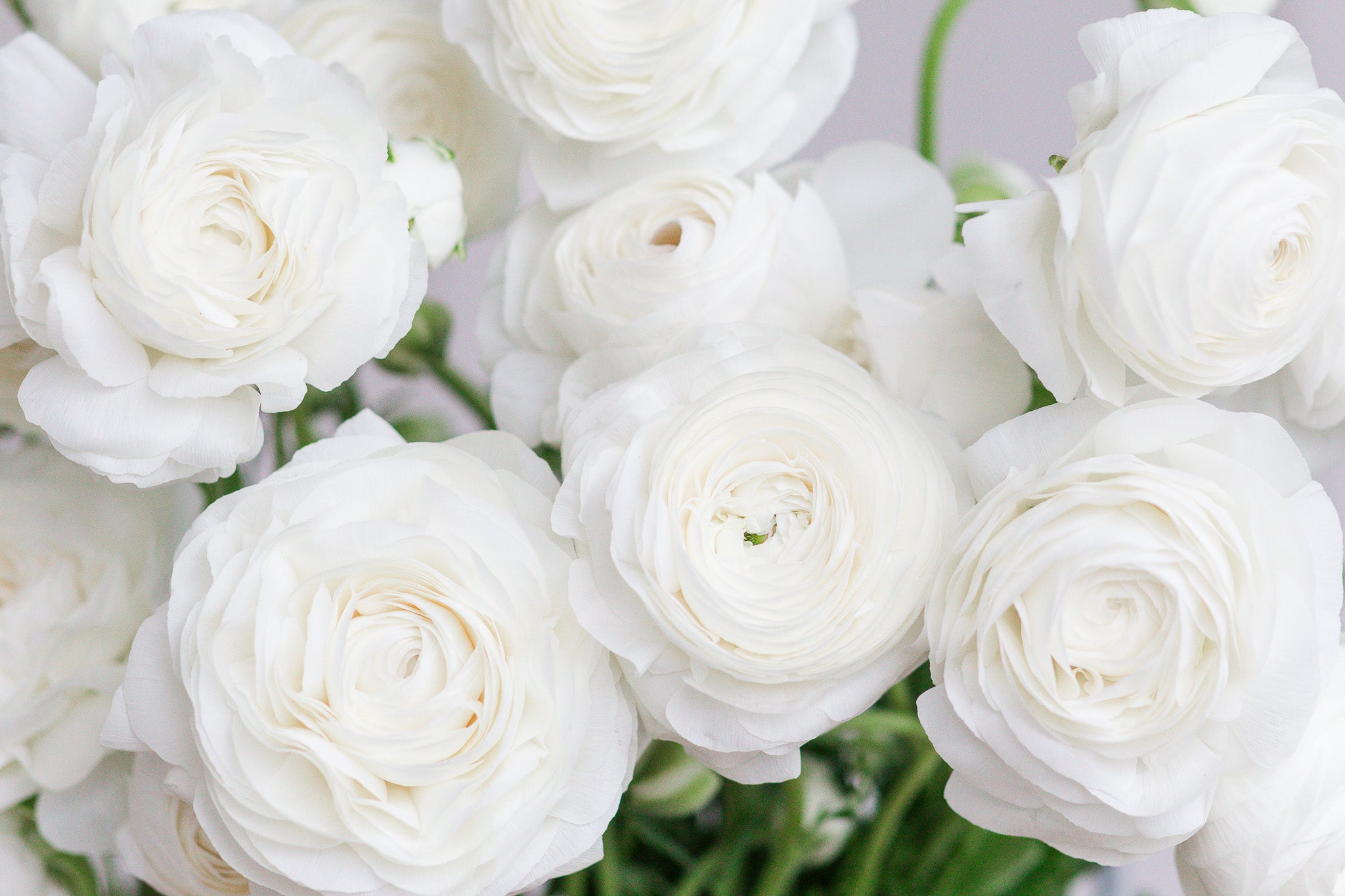 Ranunculus Amandine White