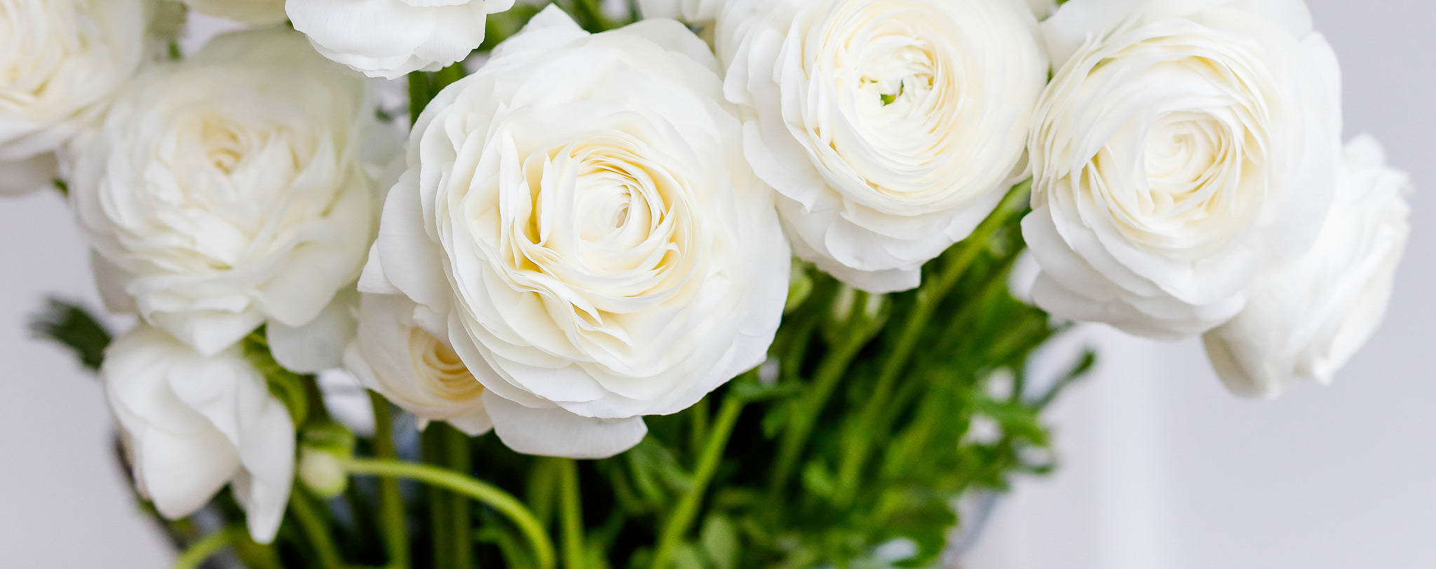 Ranunculus Clone Ice Crystal