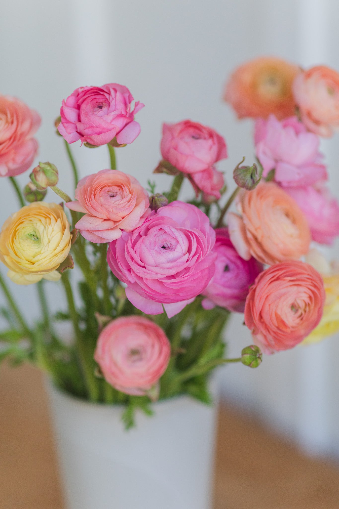 Ranunculus Amandine Pastel Mix