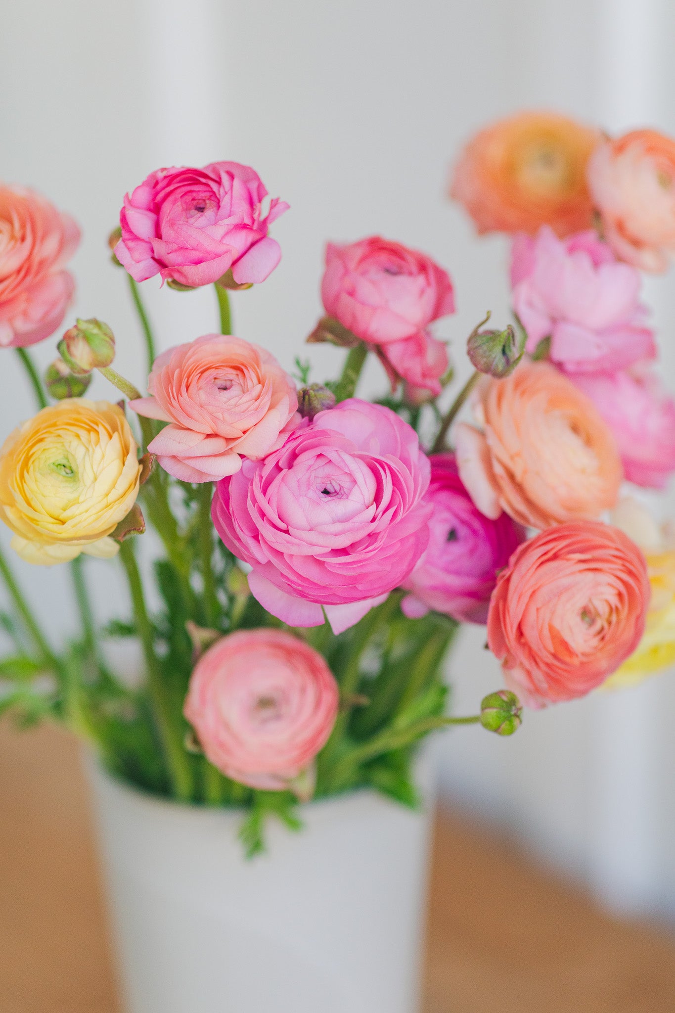 Ranunculus Amandine Pastel Mix