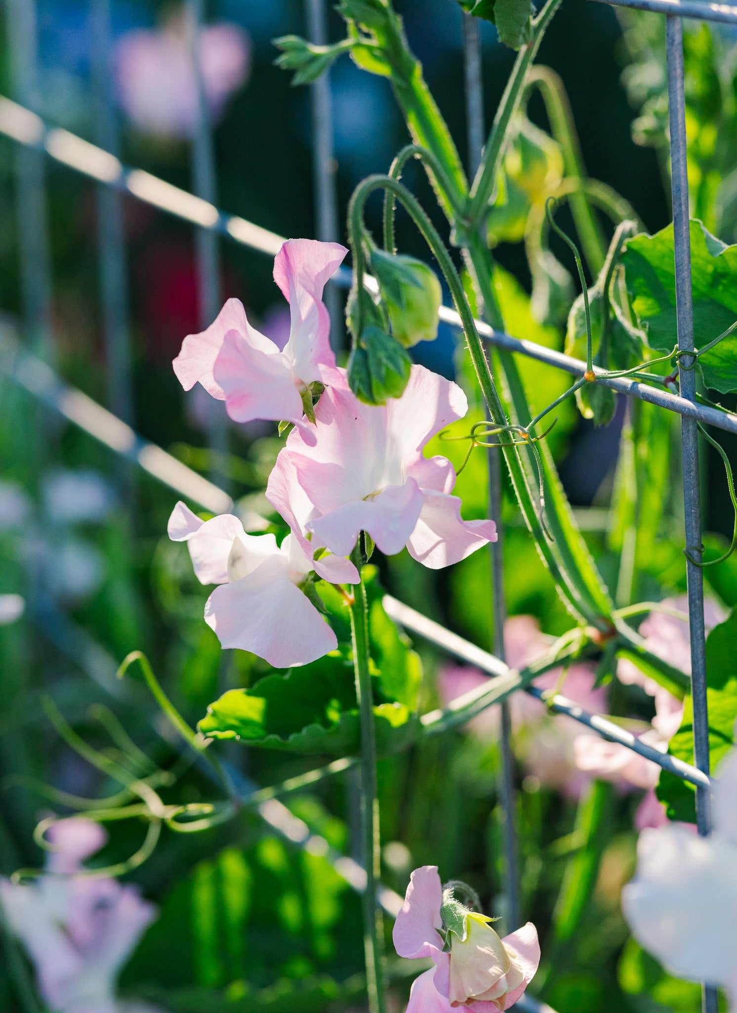 Sweet Pea Patricia Marilyn