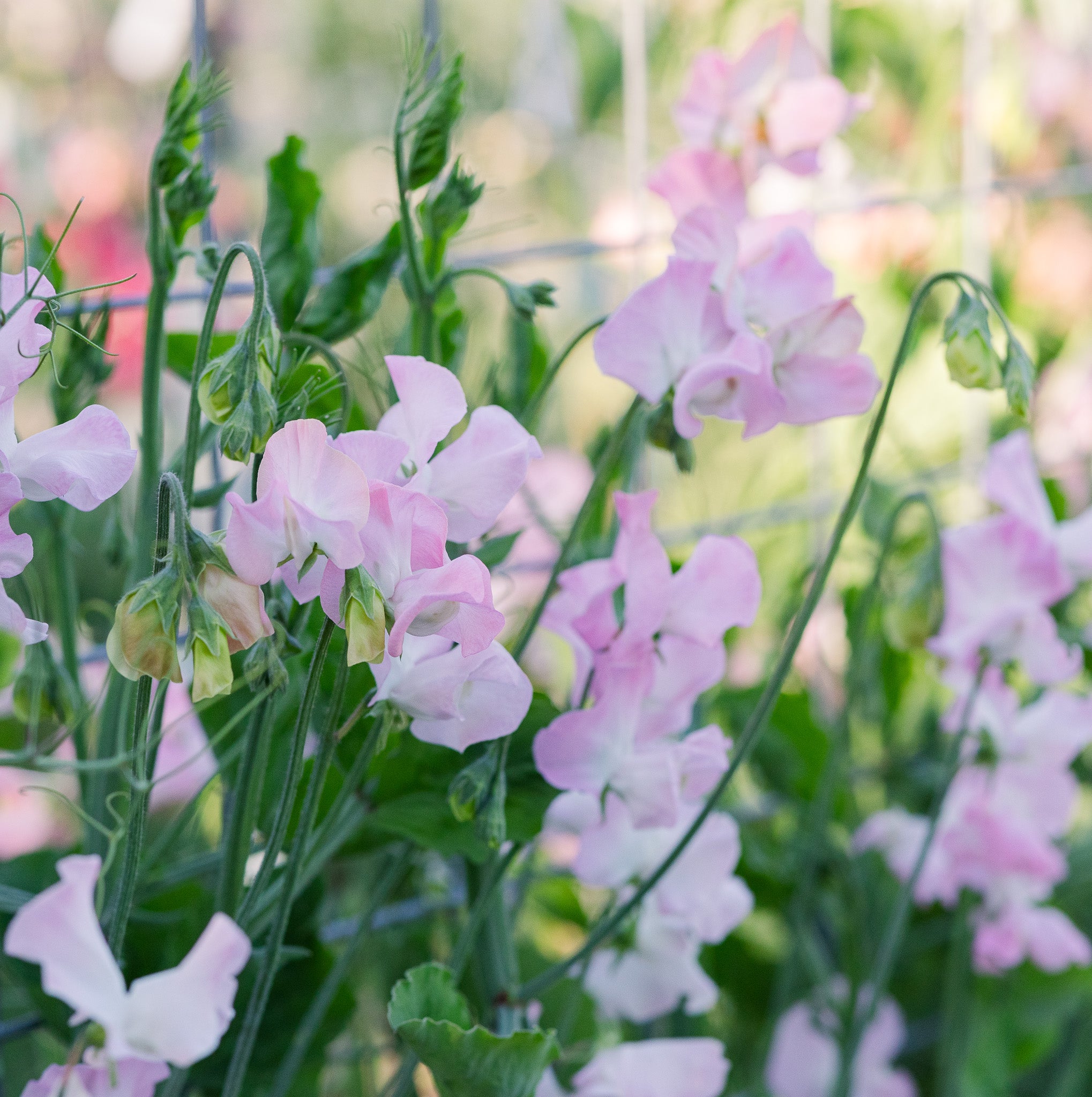 Sweet Pea Patricia Marilyn