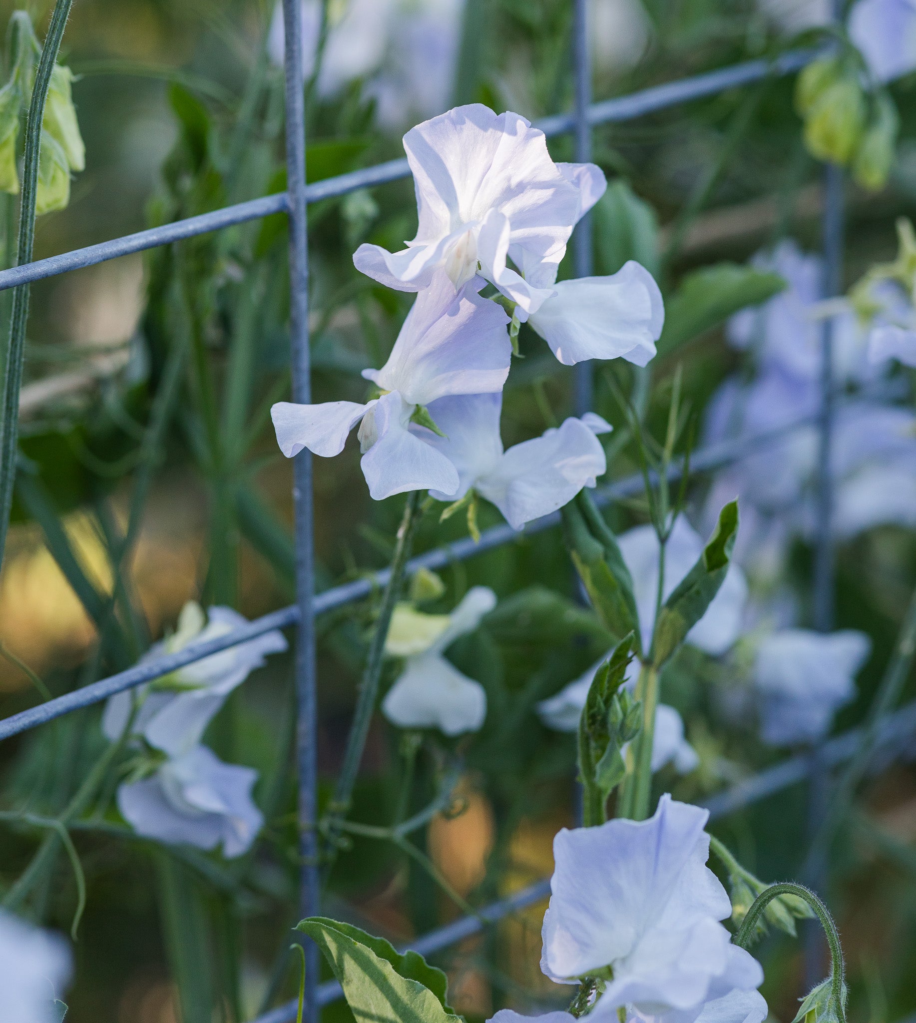 Sweet Pea Oban Bay