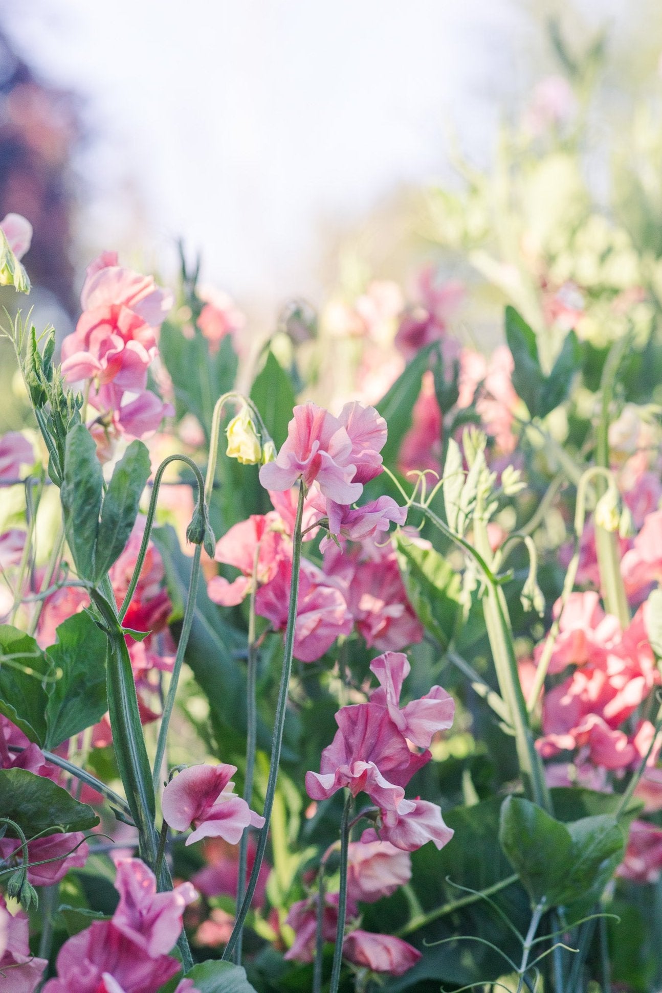 Sweet Pea King's Ransom