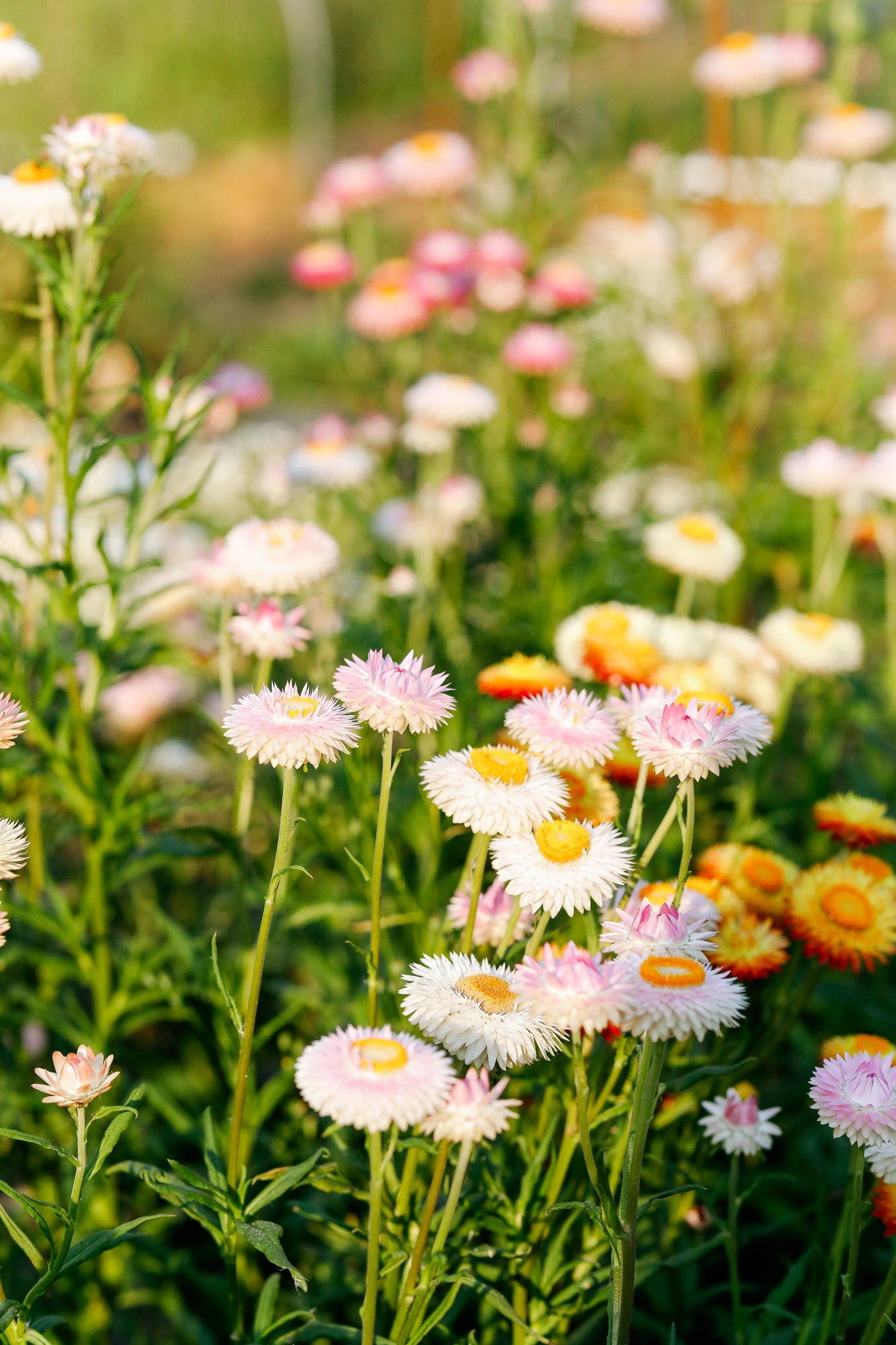 Strawflower Silver Rose