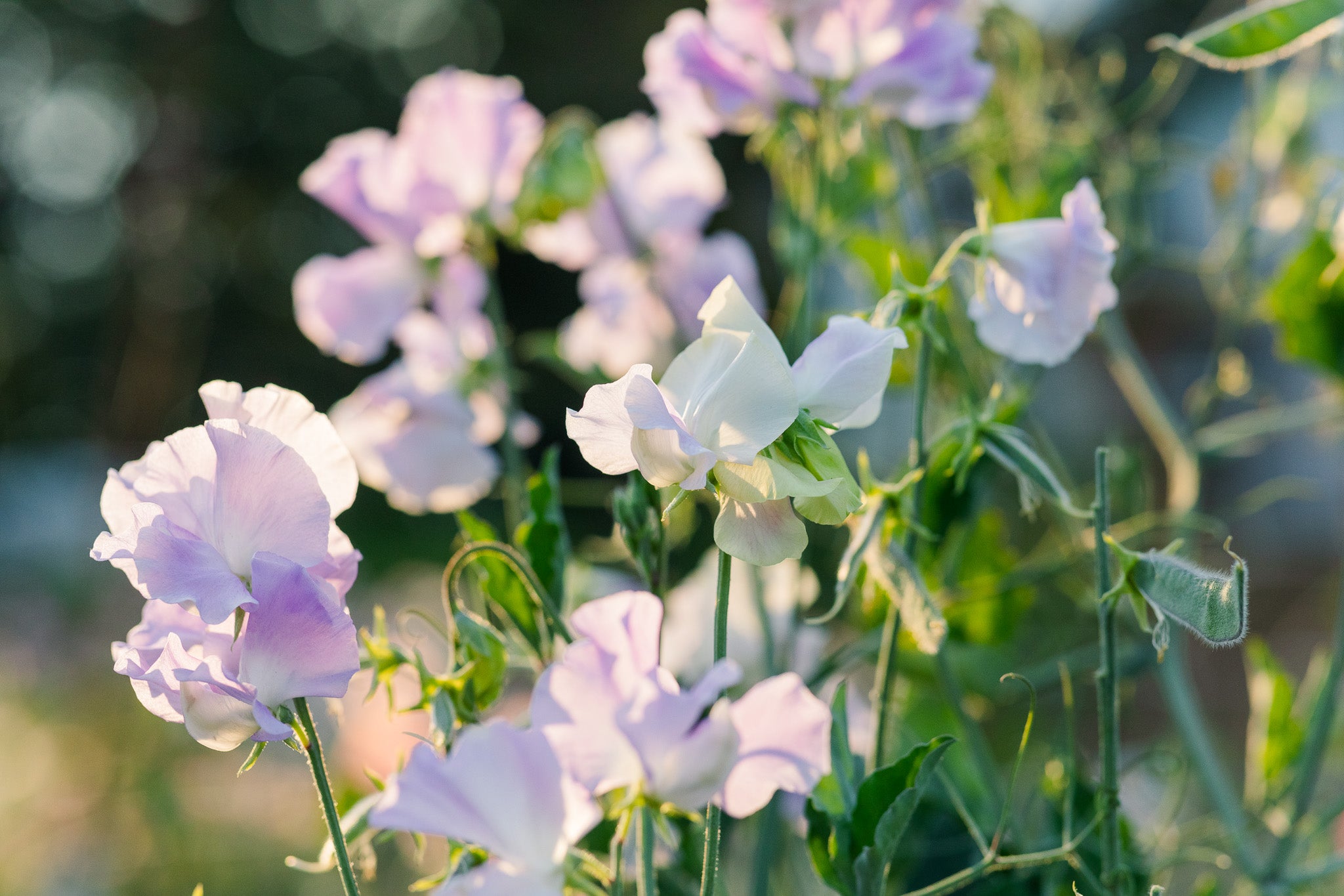 Sweet Pea Helen Millar