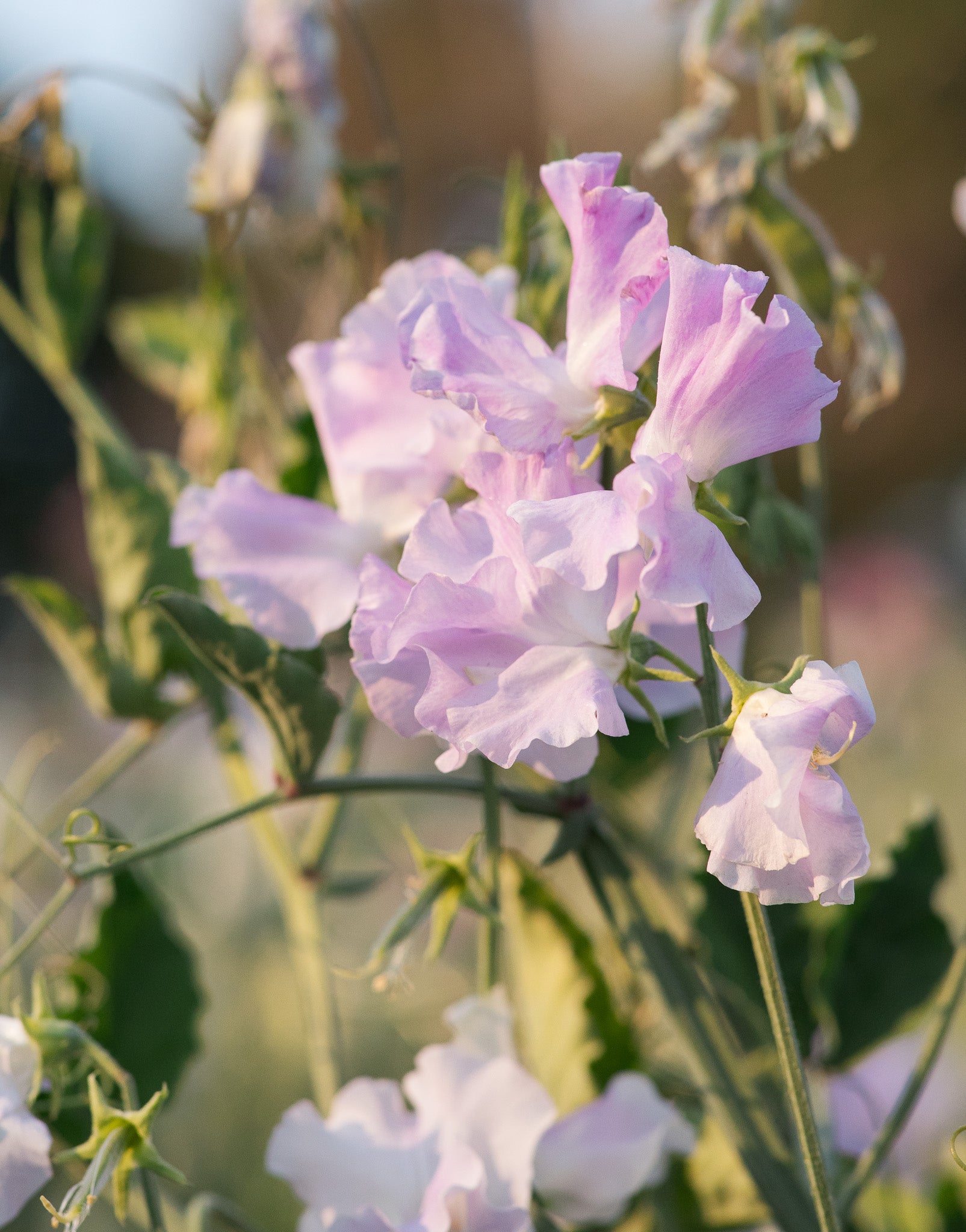 Sweet Pea Helen Millar