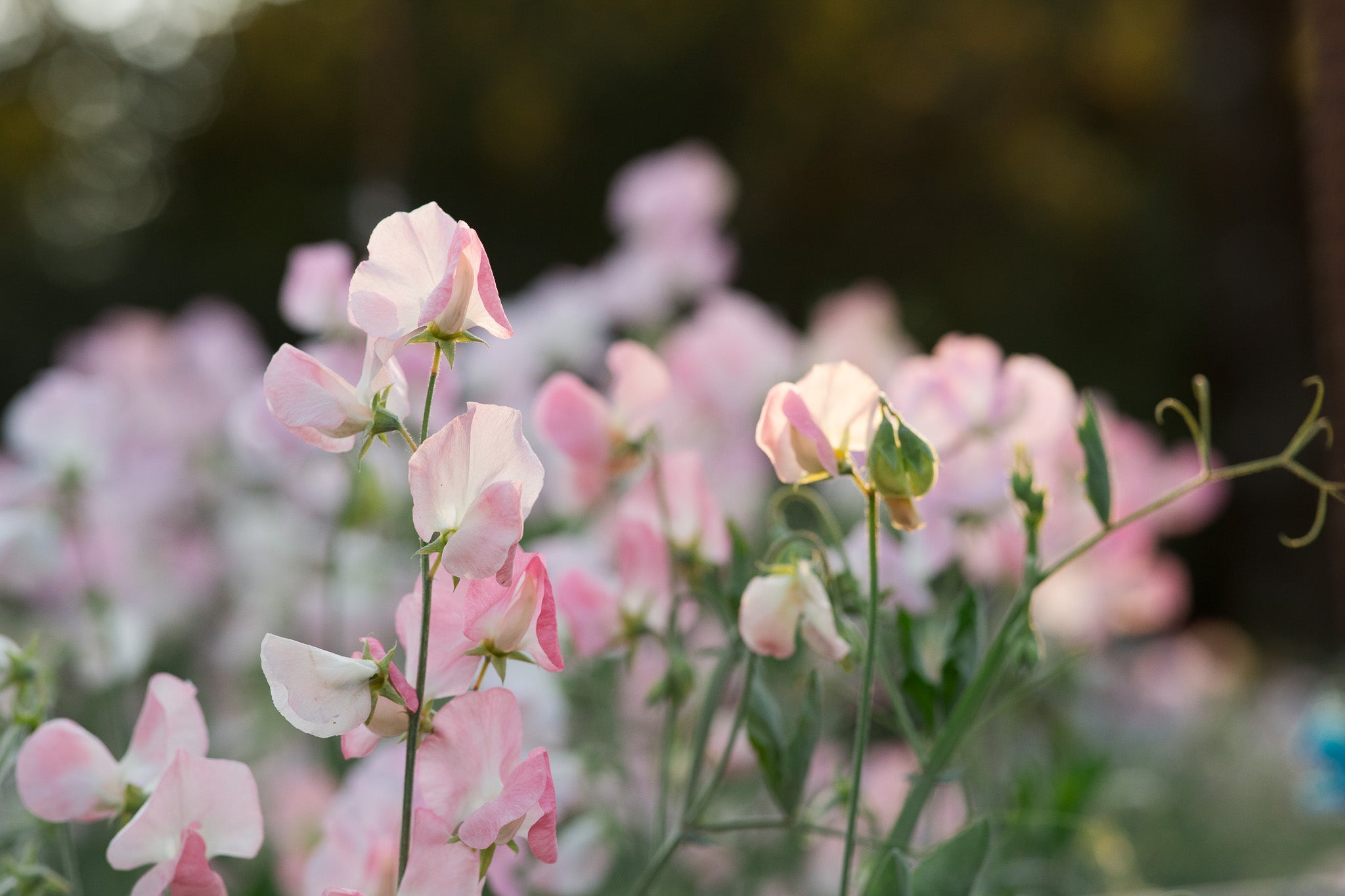 Sweet Pea Spring Sunshine Blush