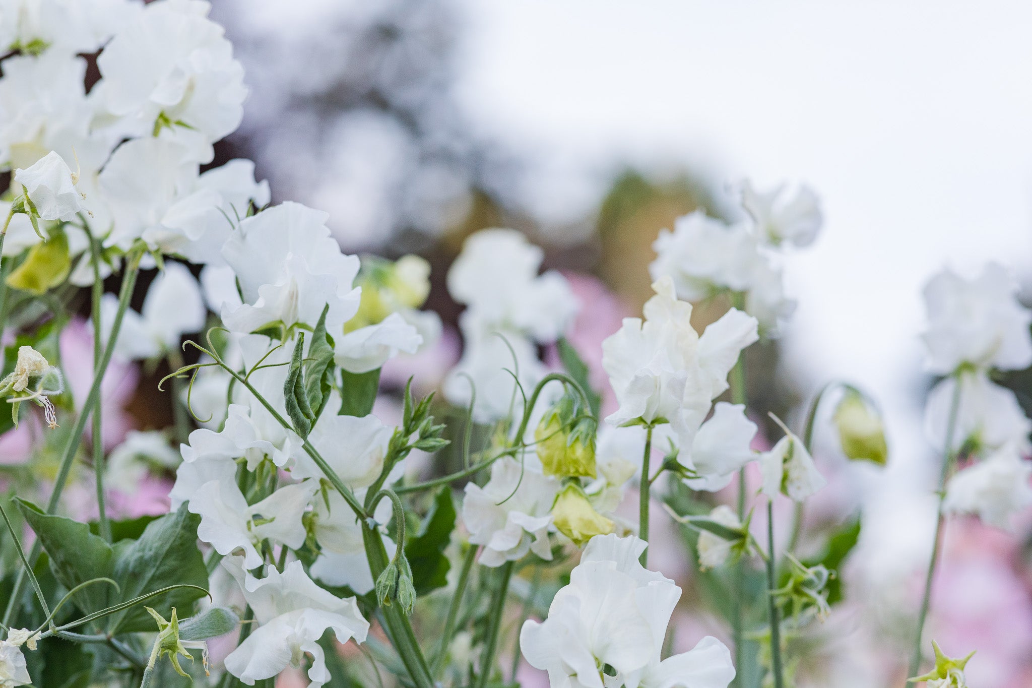 Sweet Pea White Frills