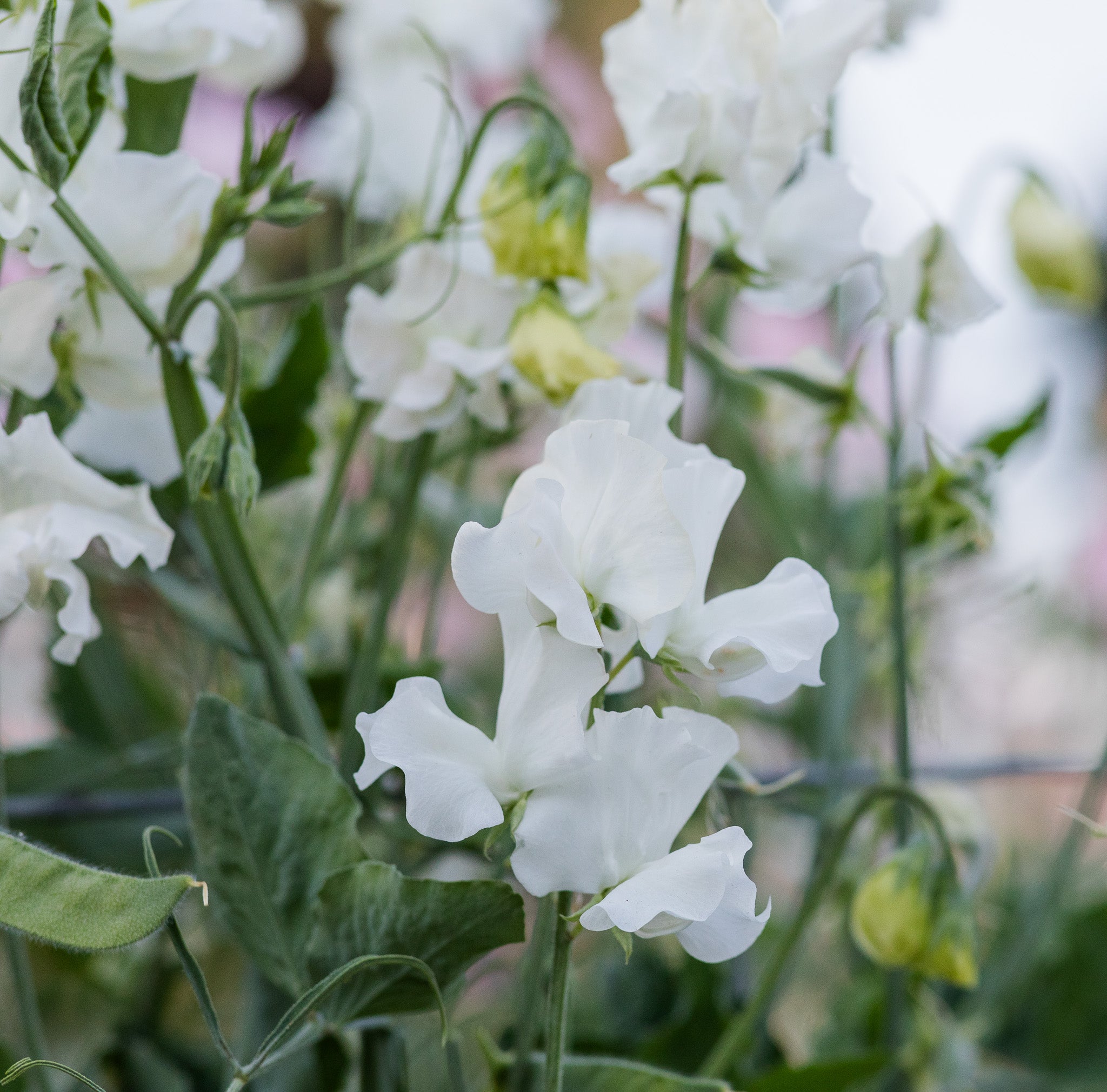 Sweet Pea White Frills