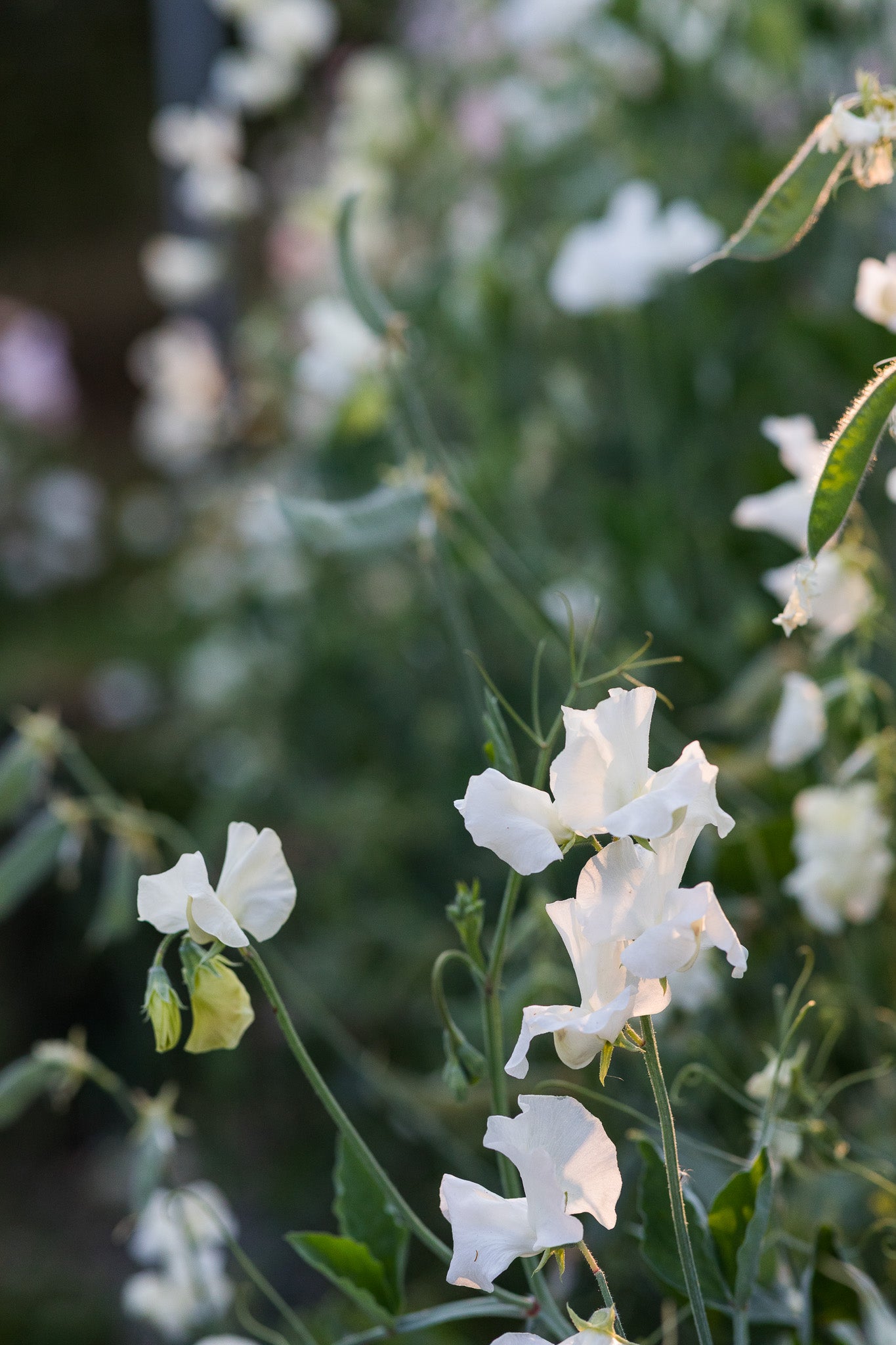 Sweet Pea Mary Priestley