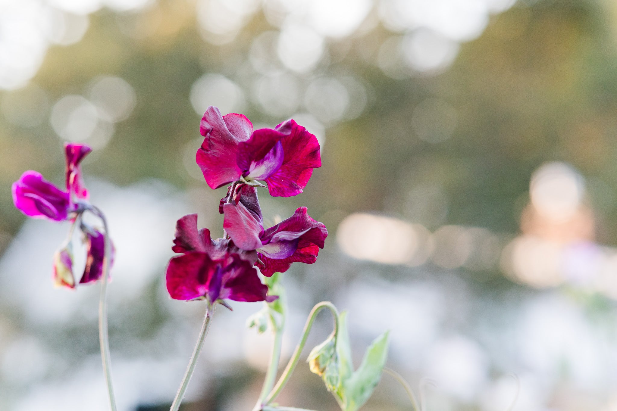 Sweet Pea Magnificent Maroon