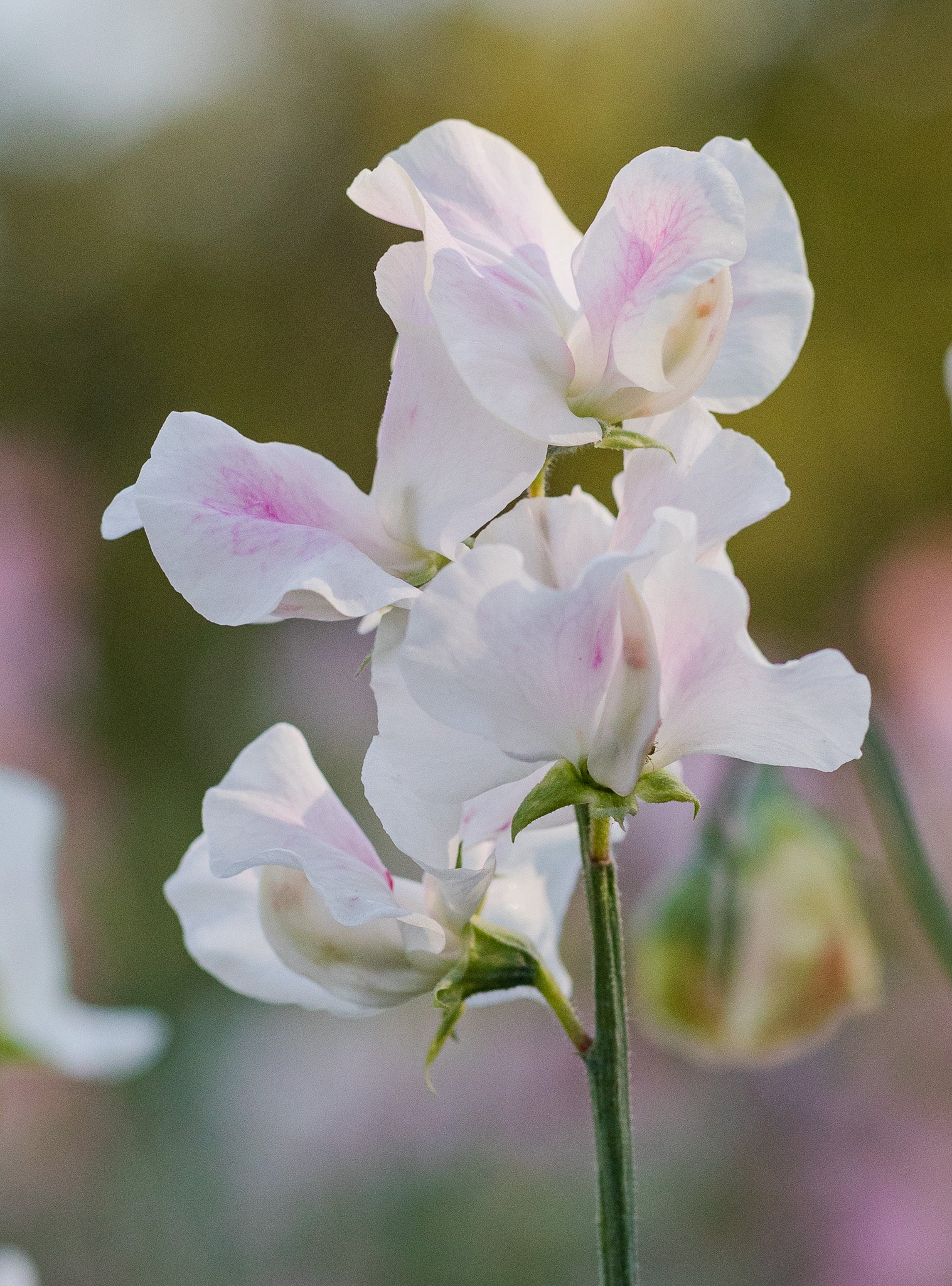 Sweet Pea Margaret Hughson