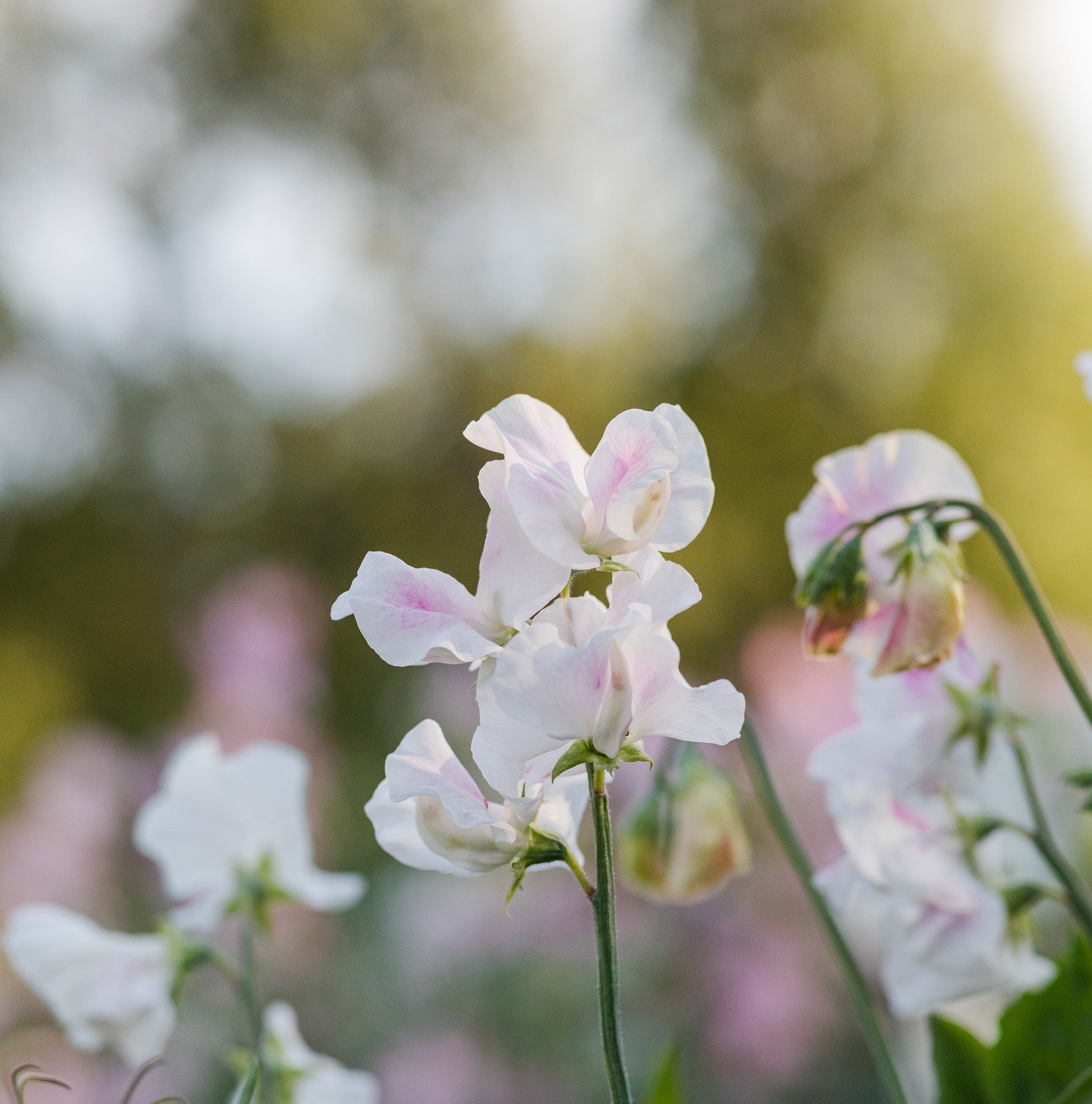 Sweet Pea Margaret Hughson