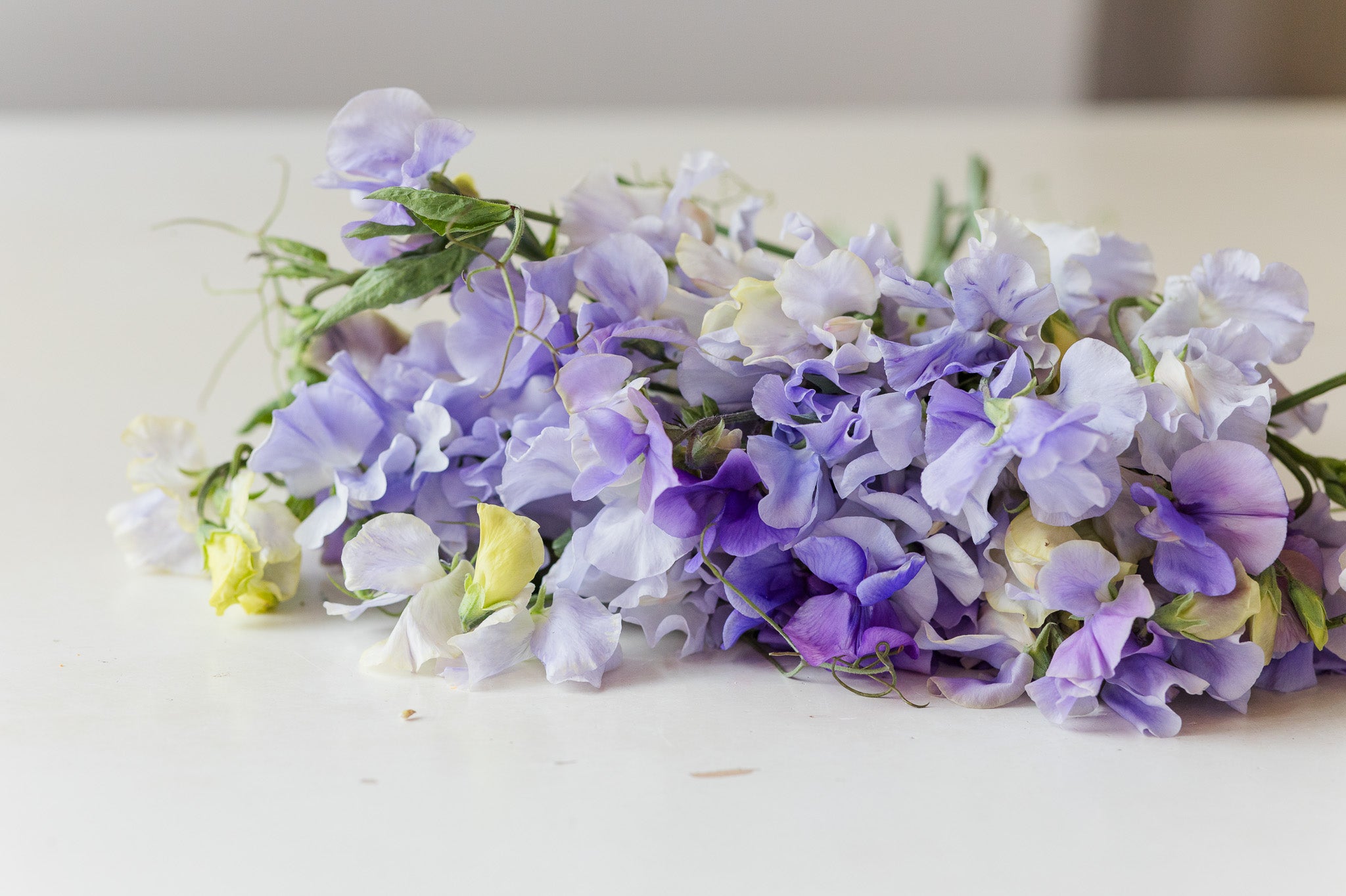 Sweet Pea Blue Mix