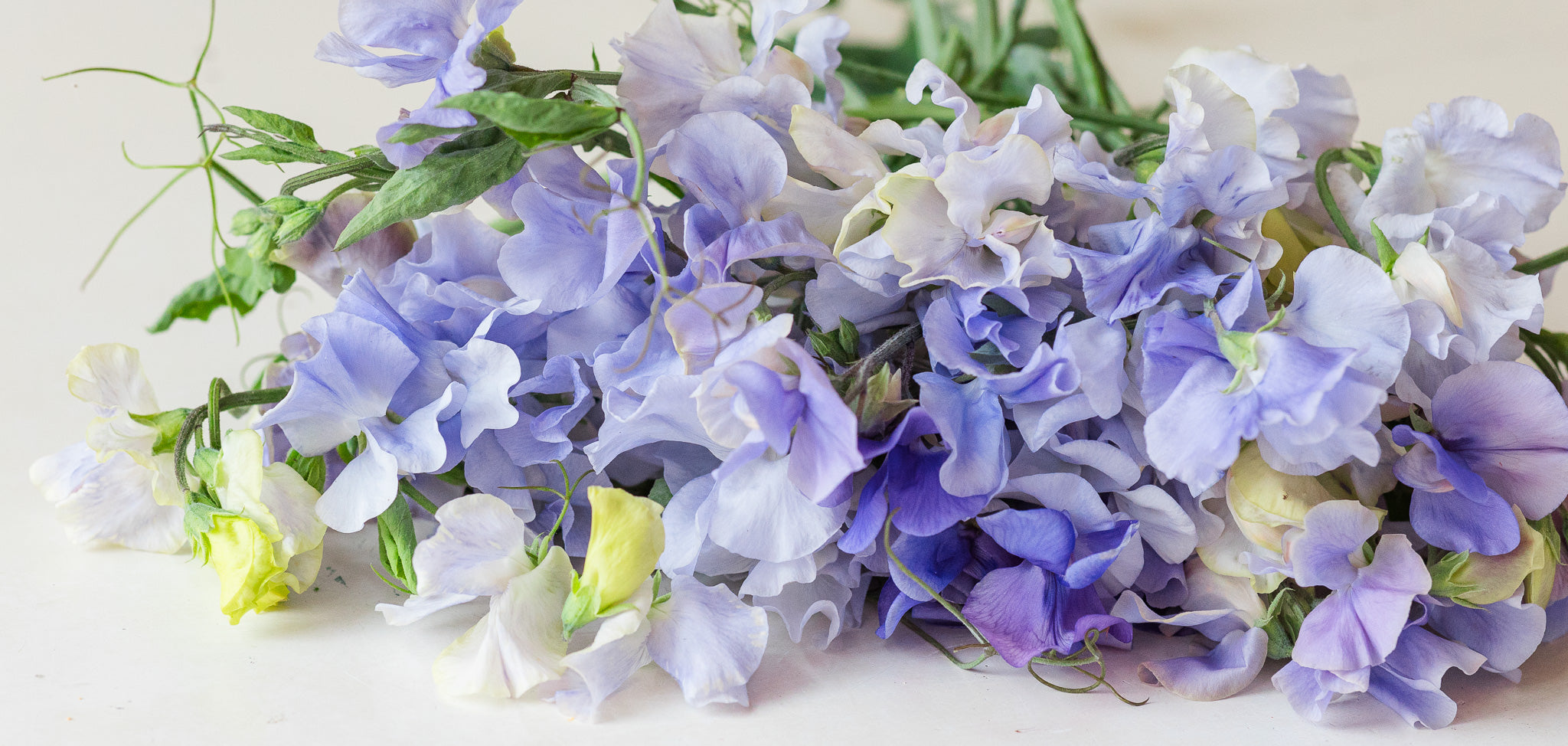 Sweet Pea Blue Mix