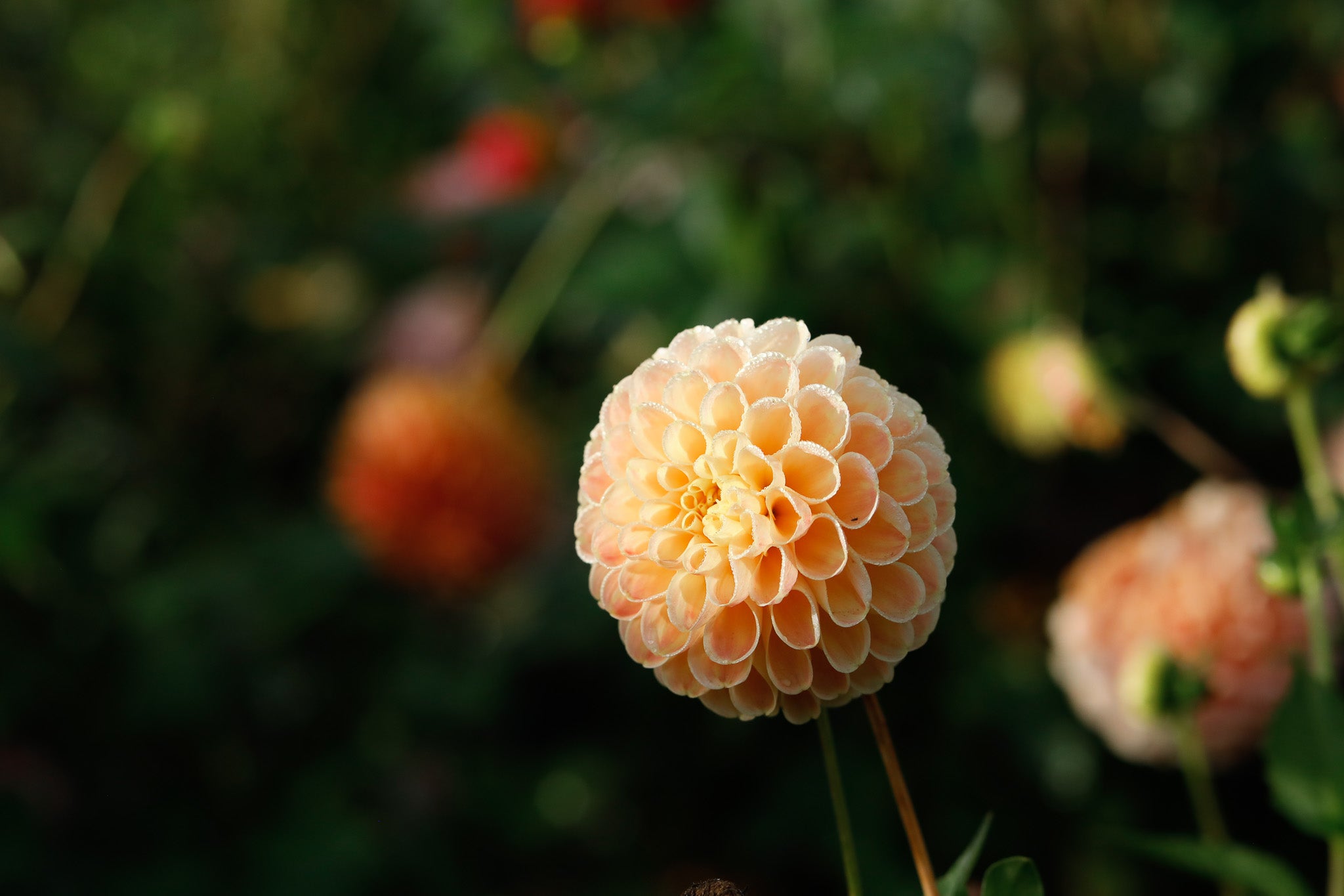 Dahlia Seeds Open Pollinated Mix
