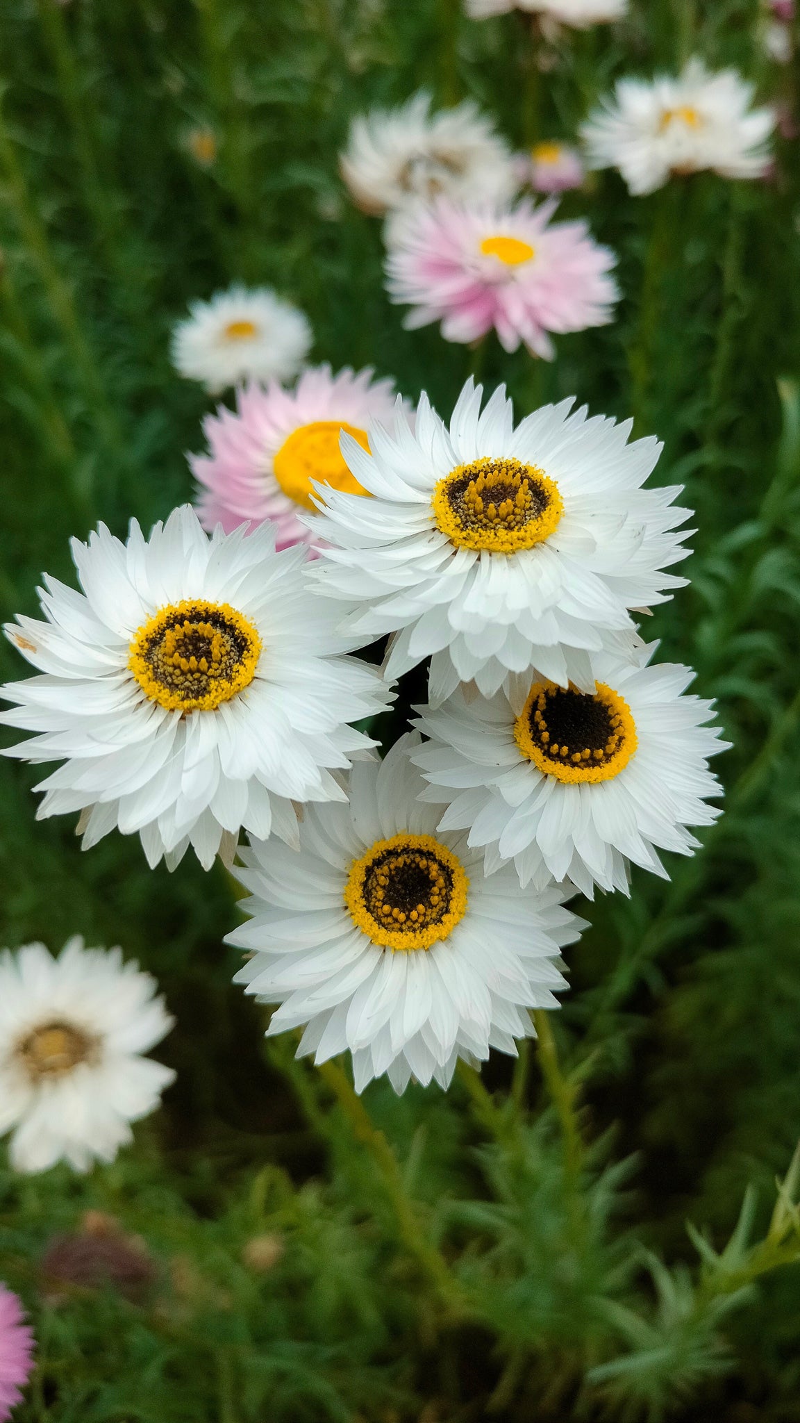 Helipterum Paper Daisy White
