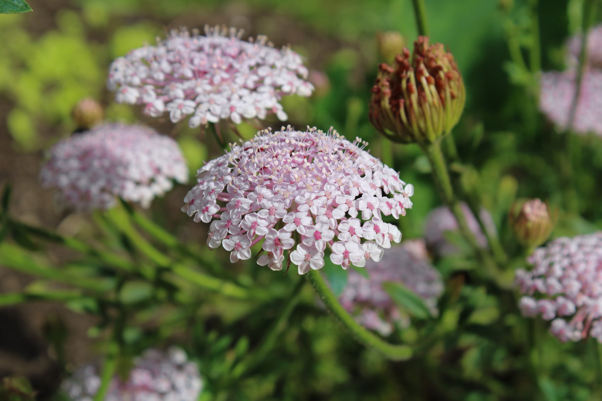 Didiscus Lacy Pink