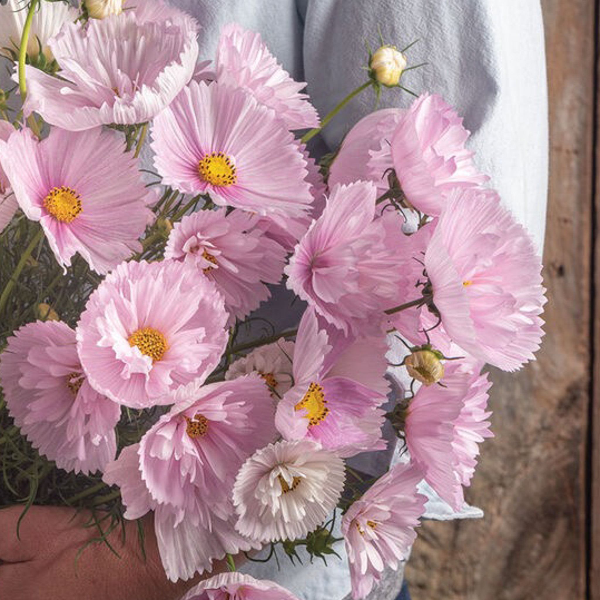 Cosmos Cupcake Blush