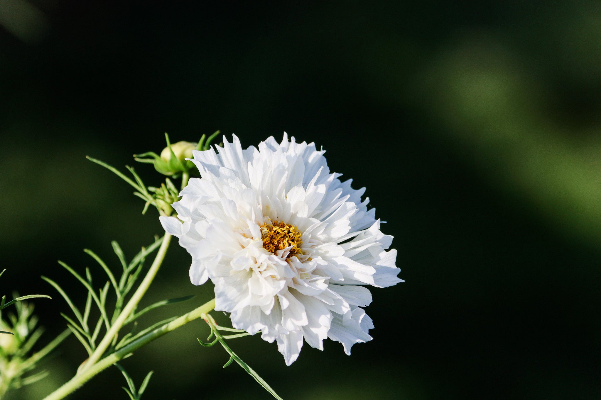 Cosmos Double Snow Puff