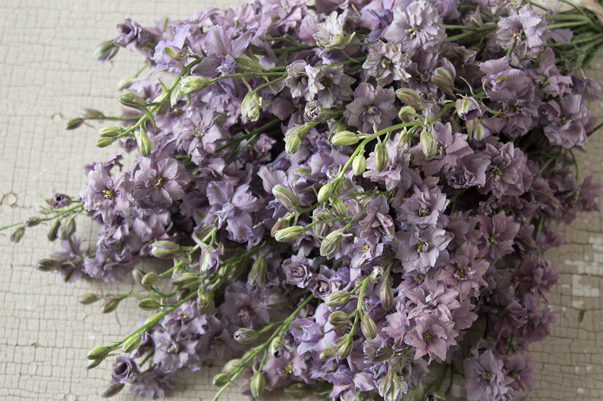 Larkspur Misty Lavender