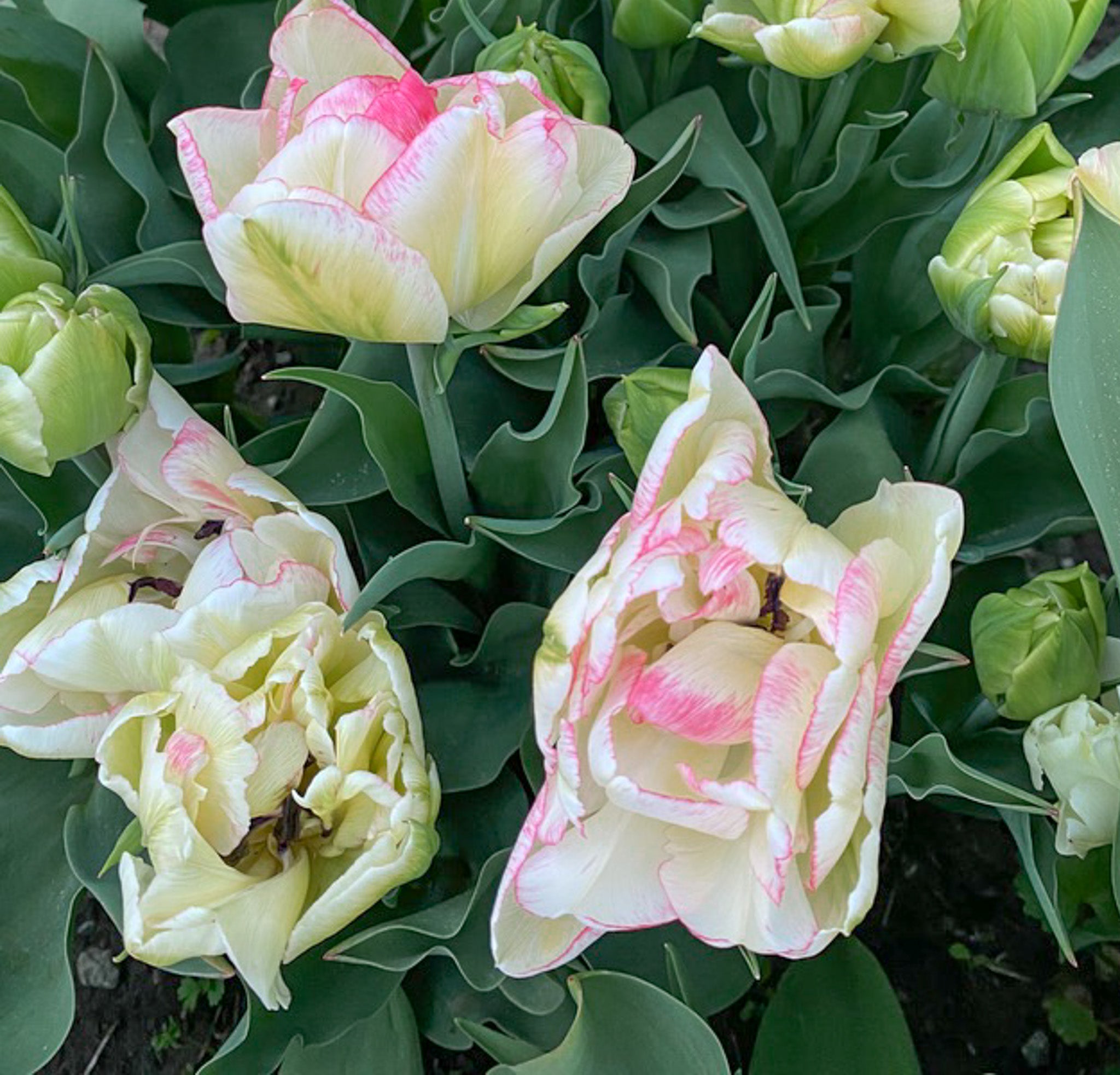 Tulip Double Shake