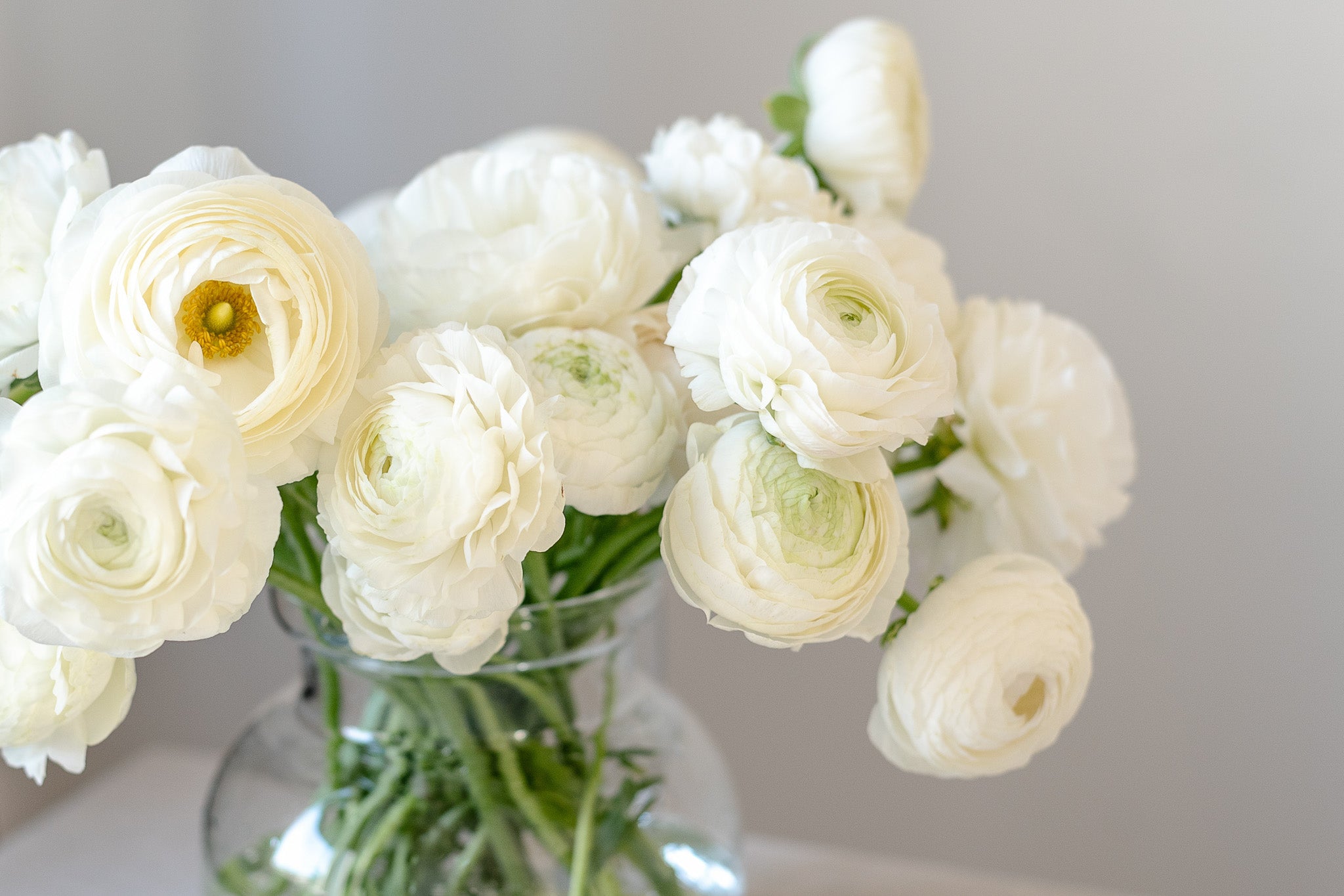 Ranunculus Gigi White