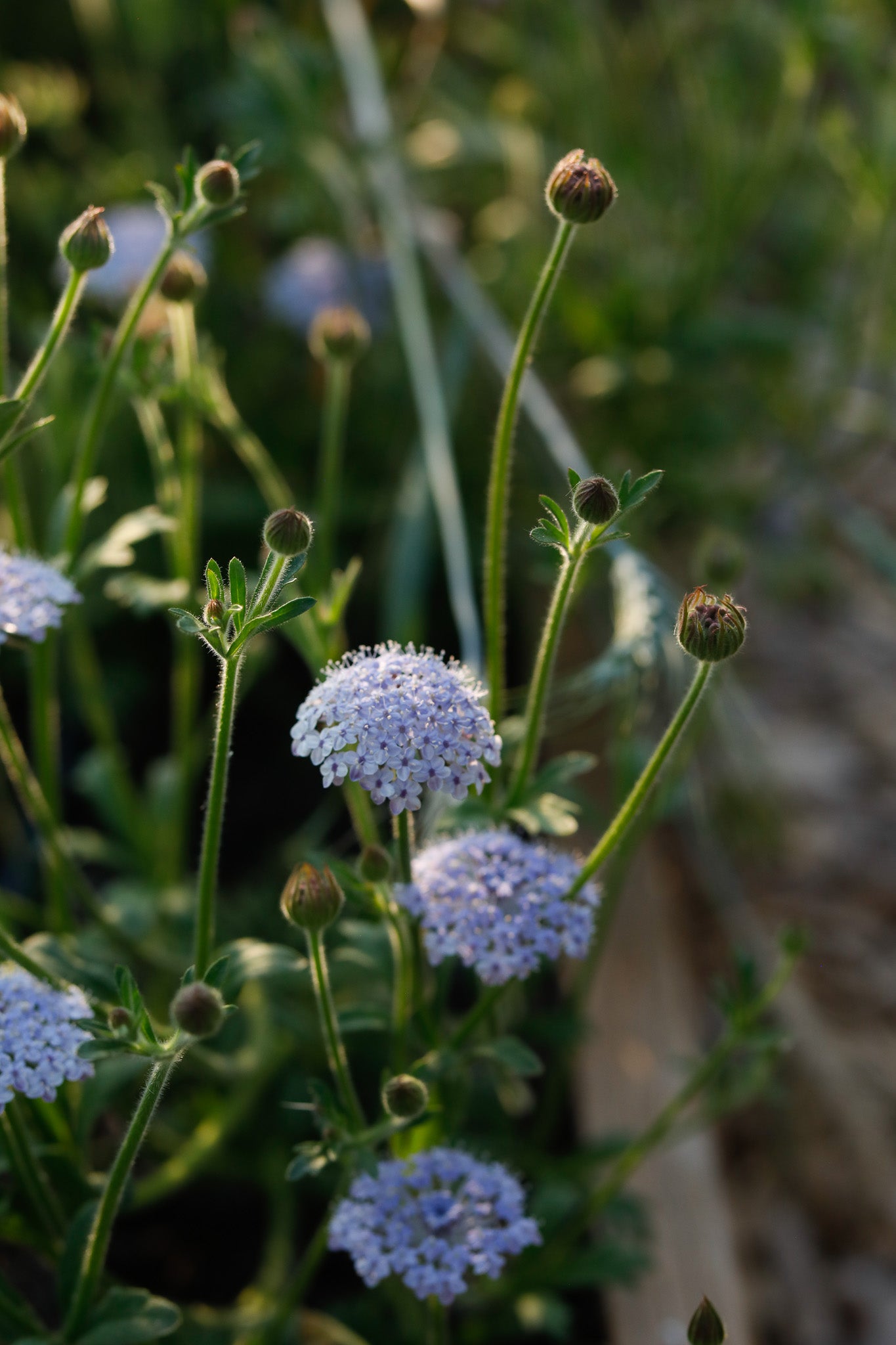 Didiscus Lacy Lavender Blue