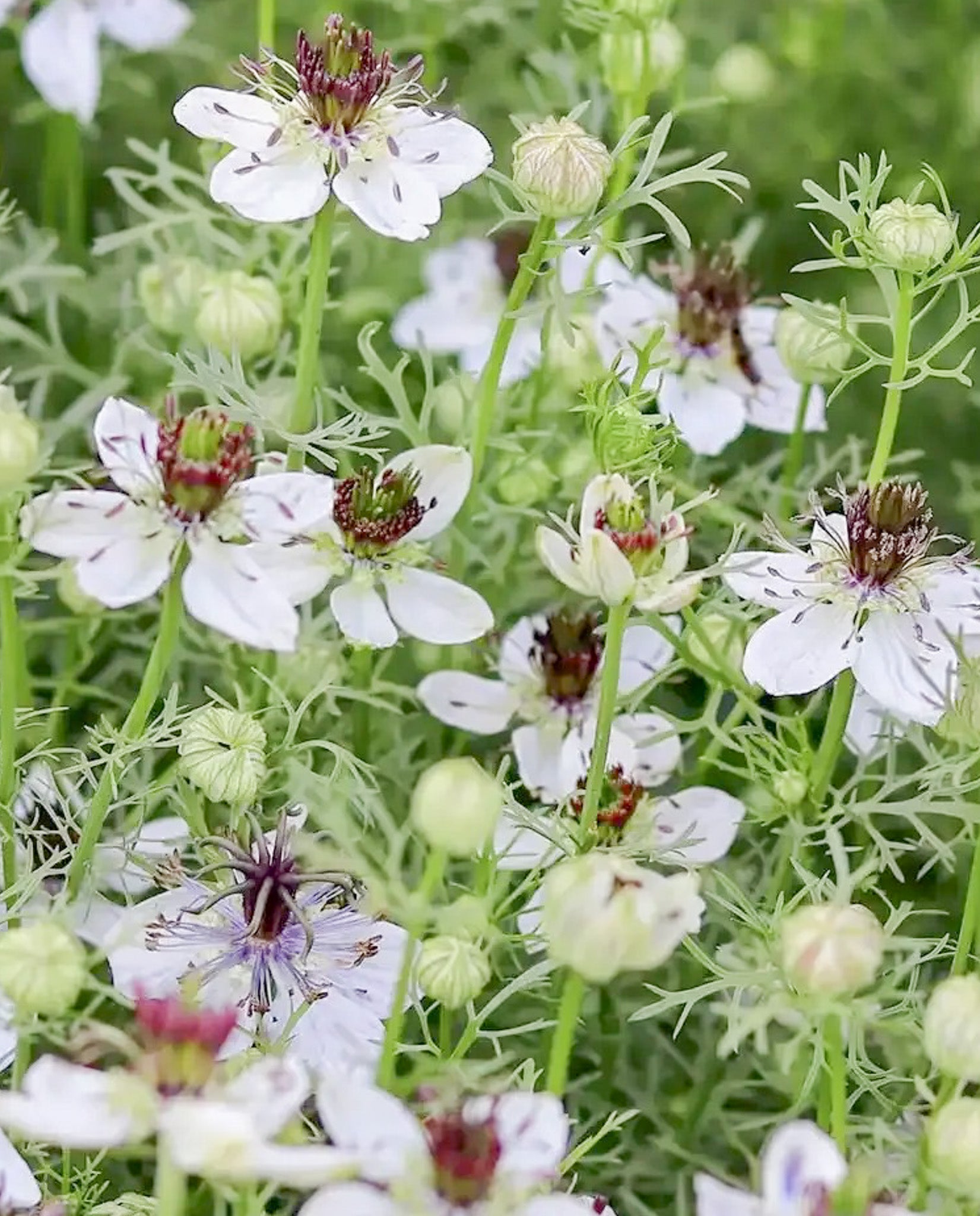 Nigella Bridal Veil