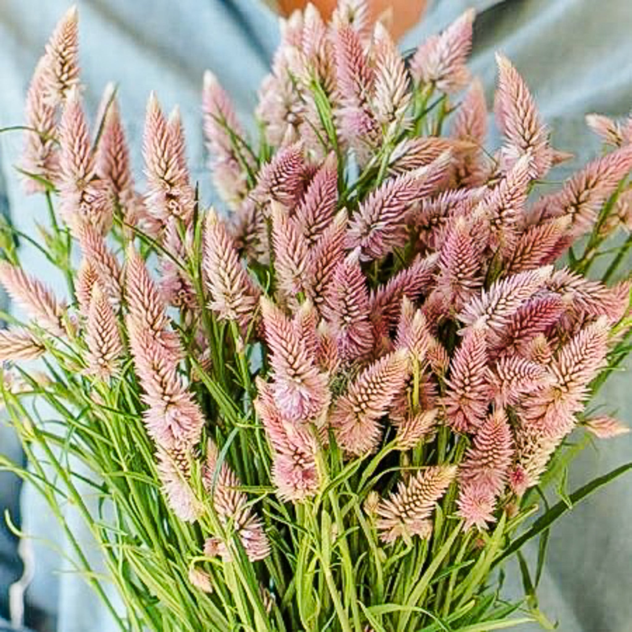 Celosia Flamingo Feather