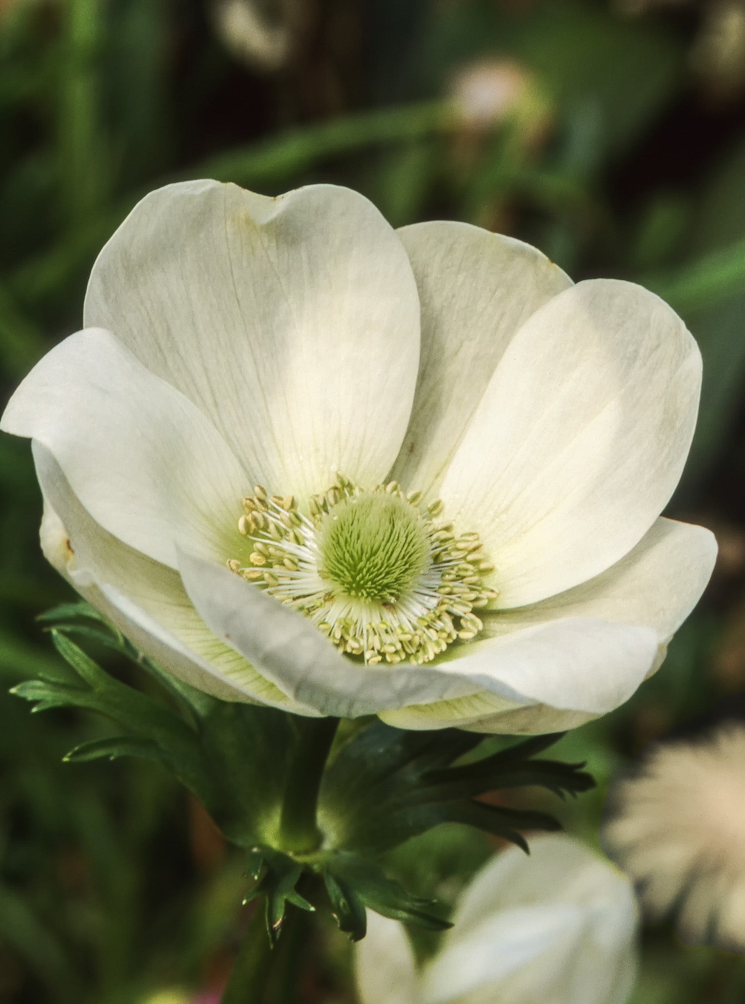 Anemone The Bride