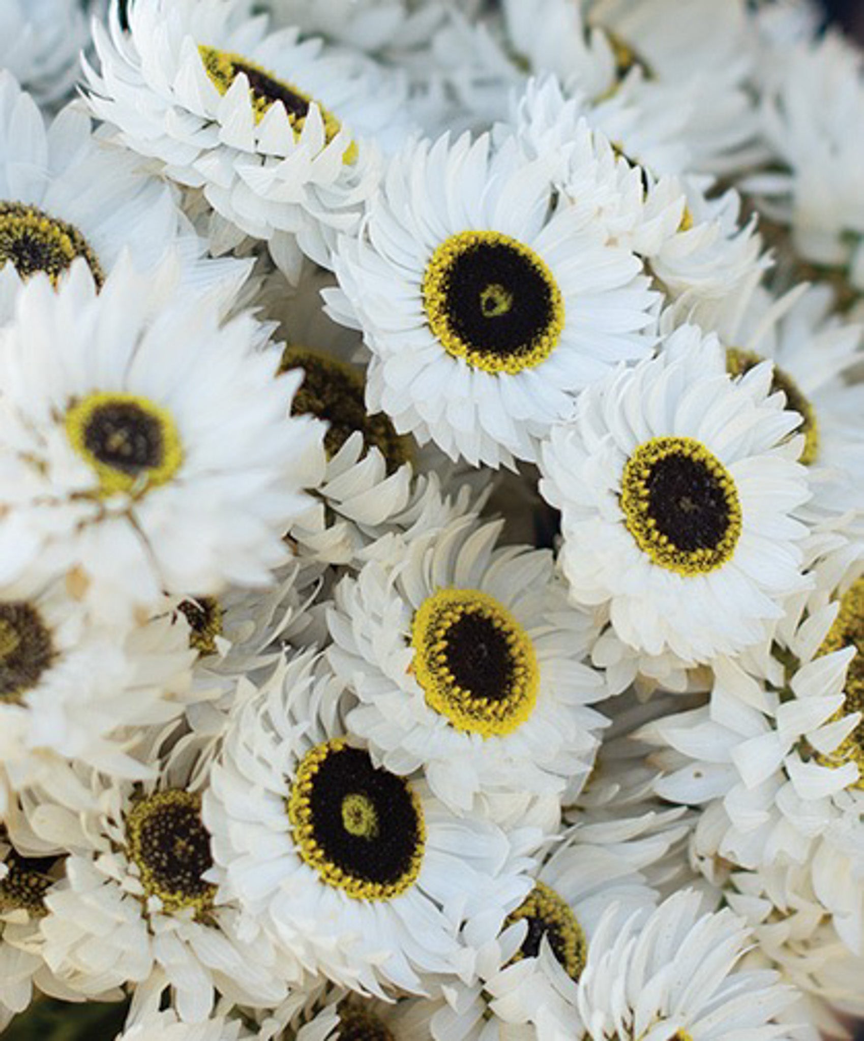 Helipterum Paper Daisy White