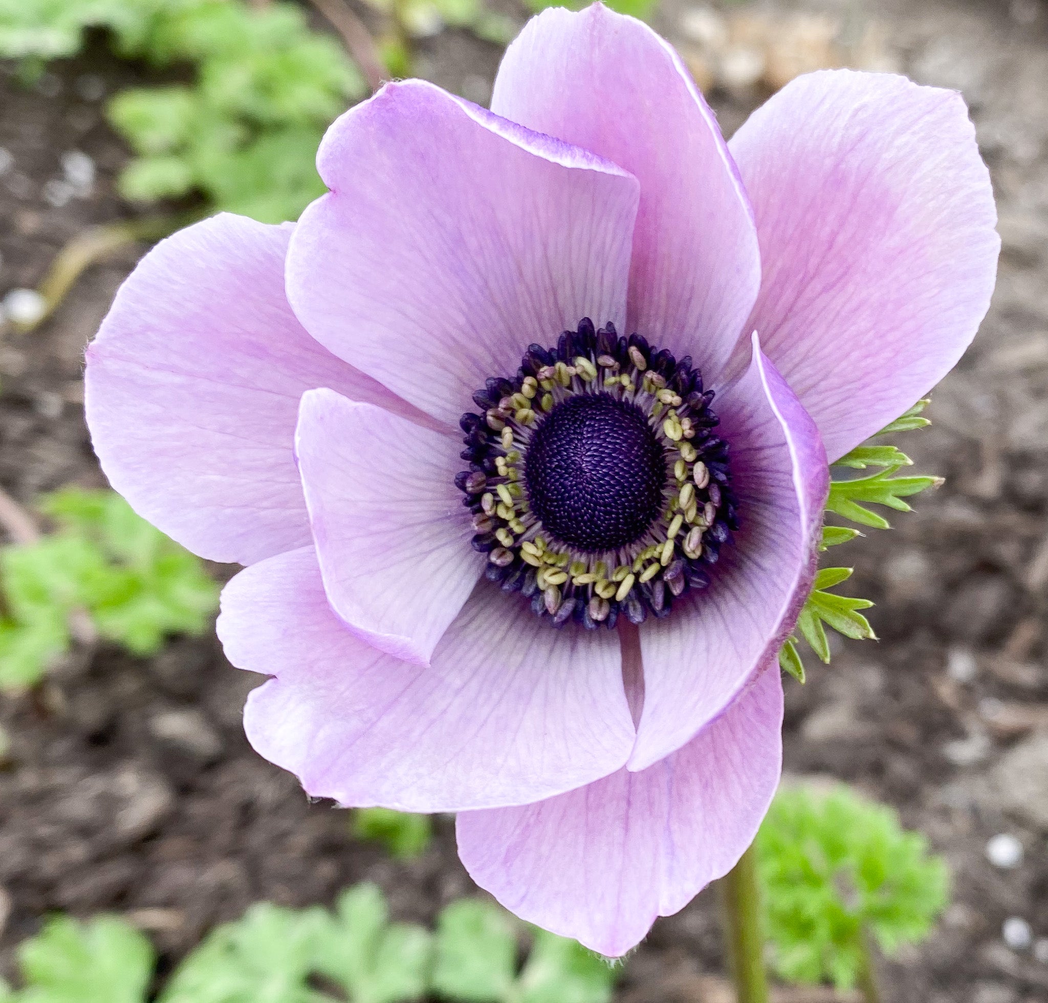 Anemone Pastel Mix