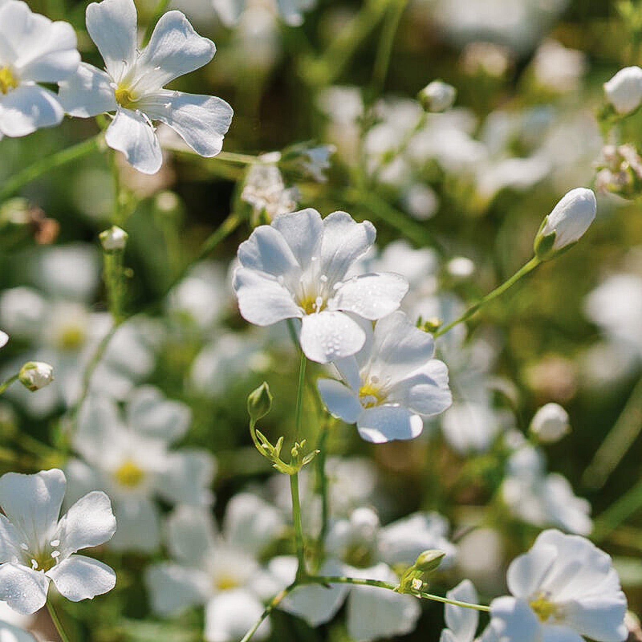 Gypsophila Covent Garden