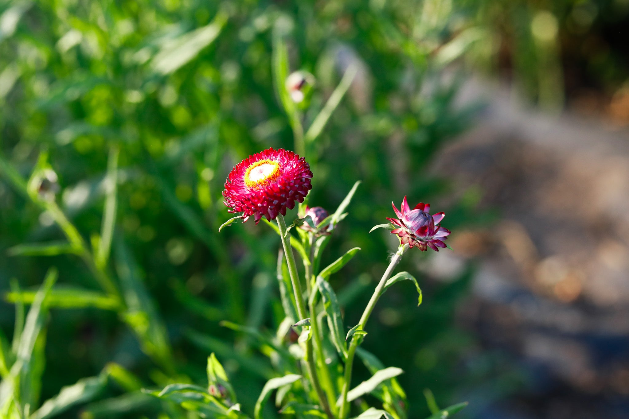 Strawflower Cranberry Rose