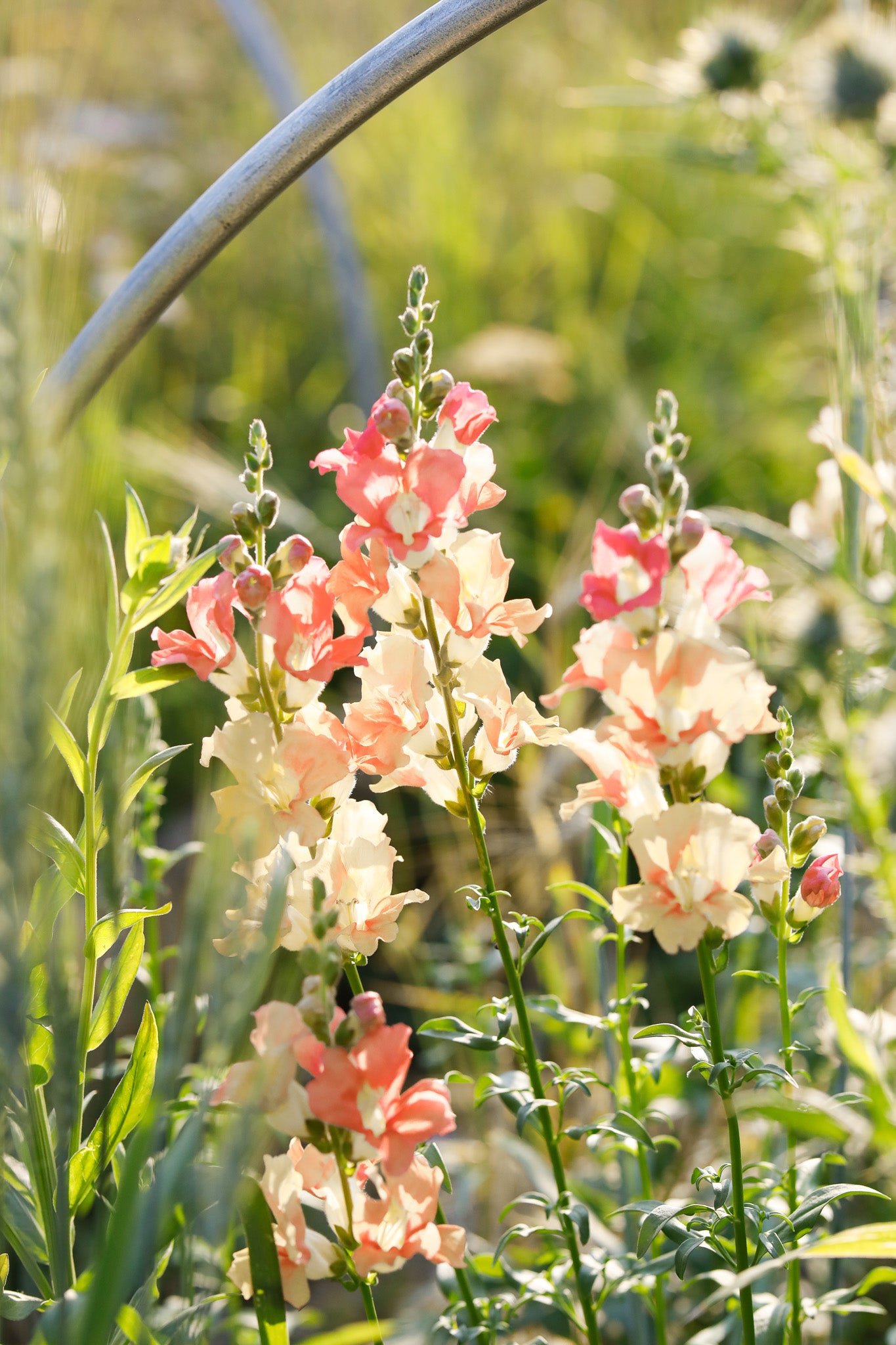 Snapdragon Chantilly Light Salmon