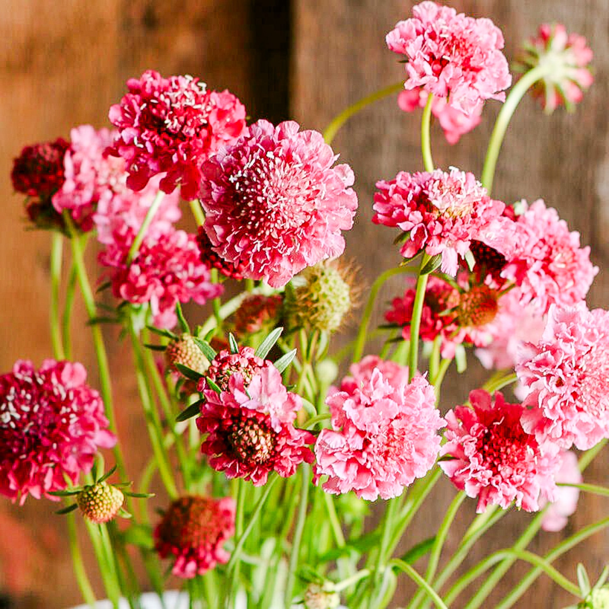 Scabiosa Salmon Rose