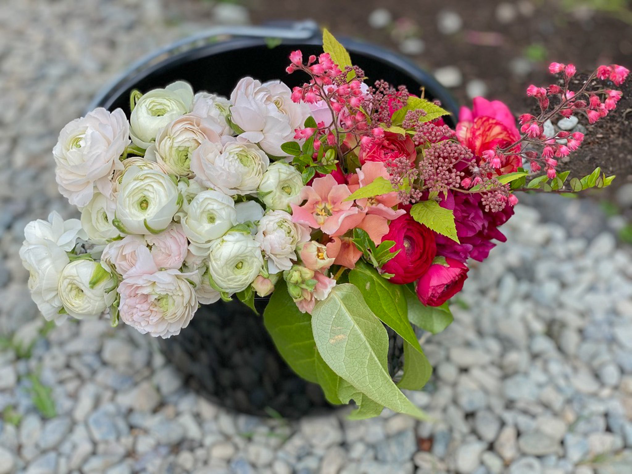 Ranunculus Amandine Chamallow