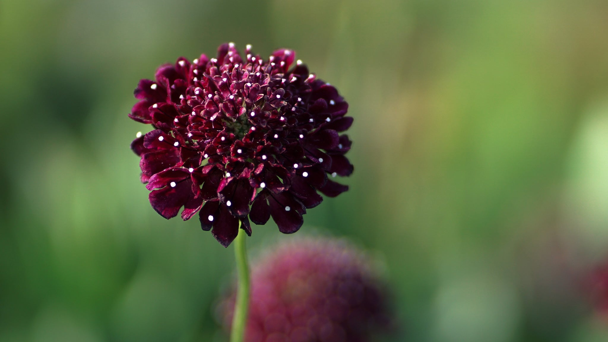 Scabiosa Black Knight