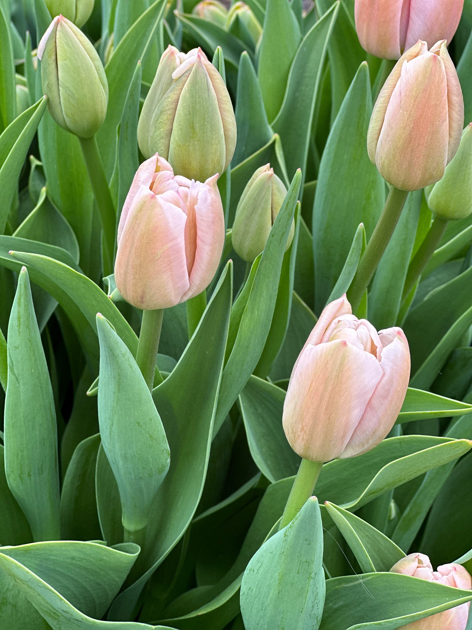 Tulip Apricot Pride