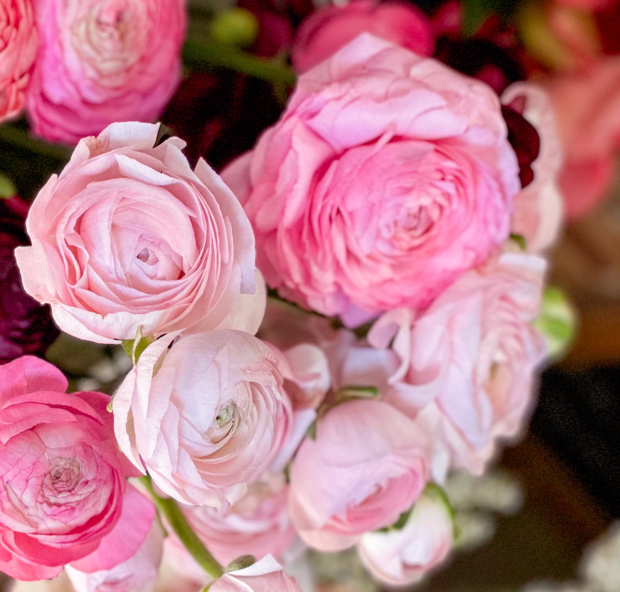 Ranunculus Half Clone Juliette