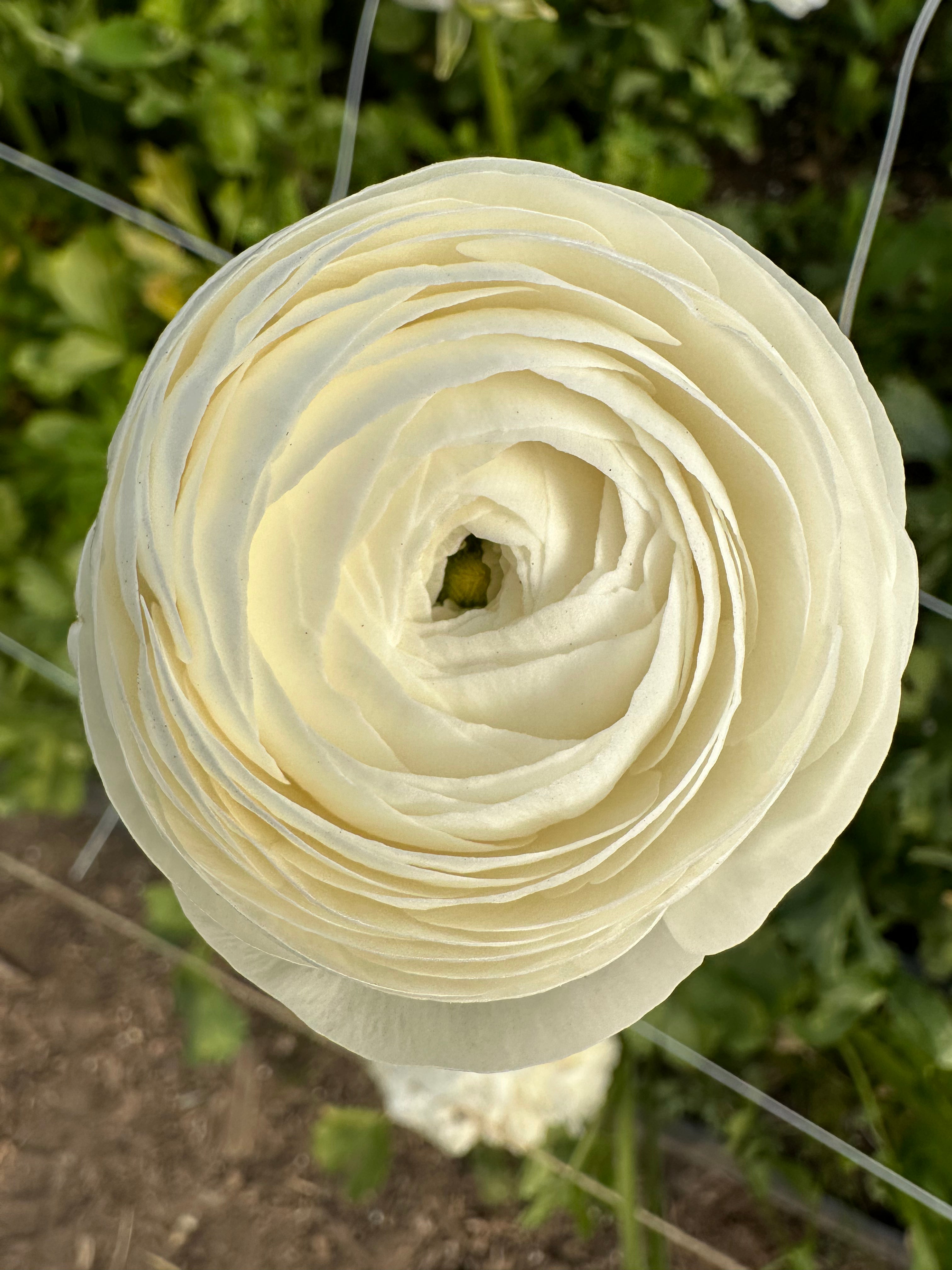 Ranunculus Amandine Cream