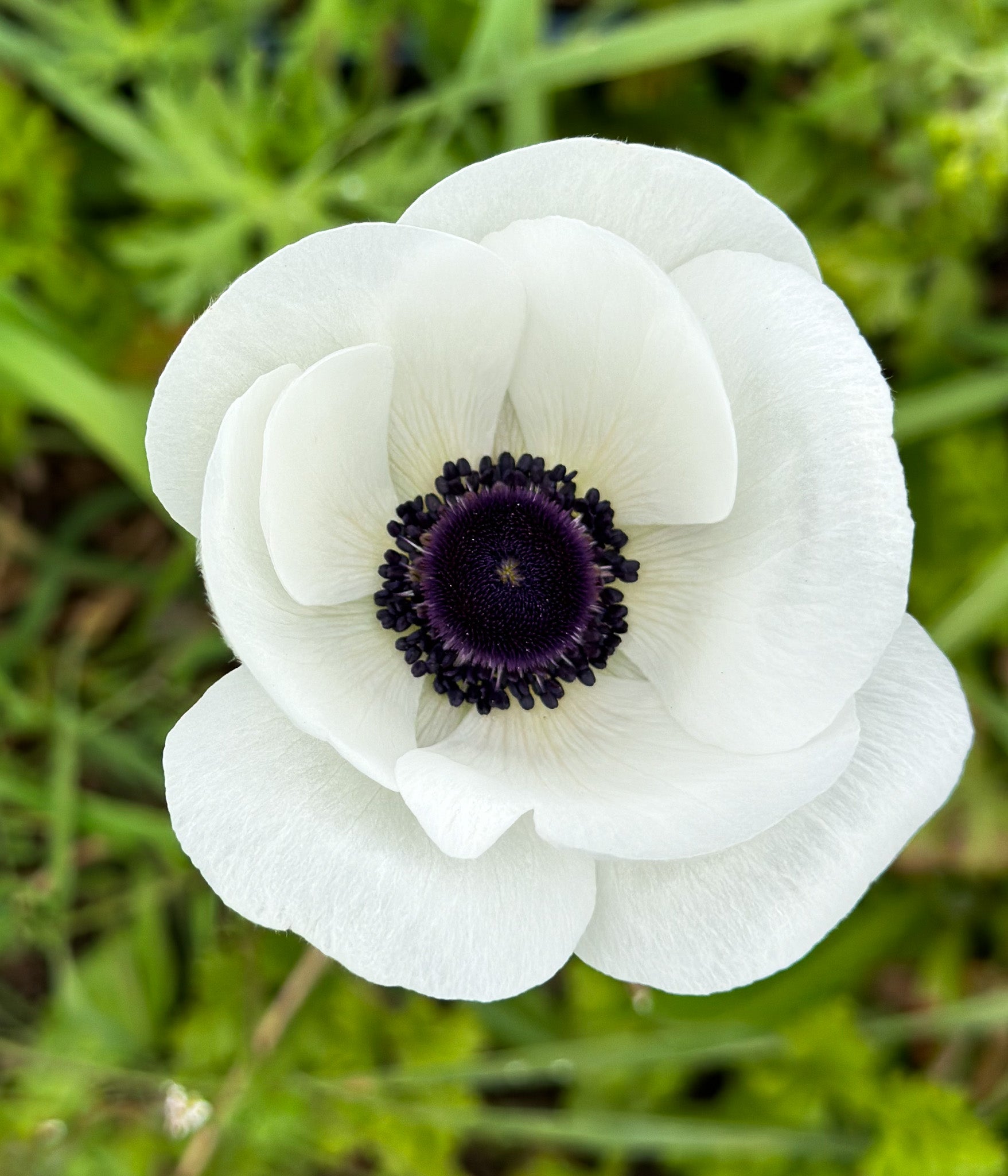 Anemone White