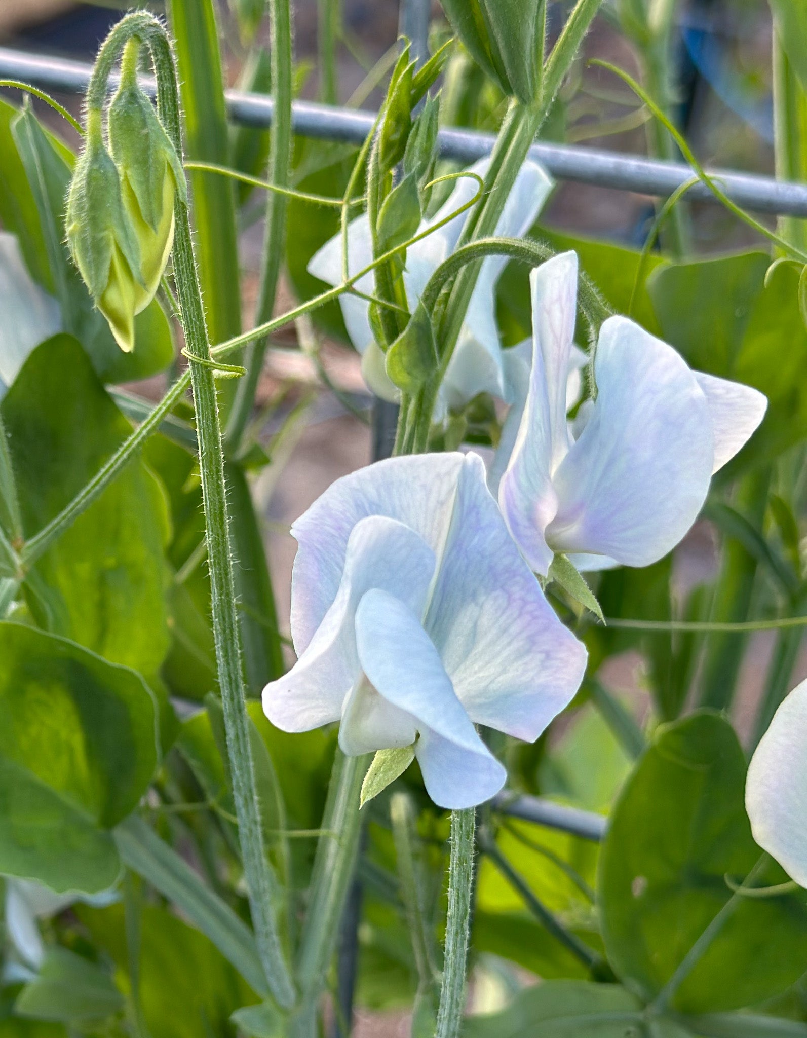 Sweet Pea Lunar Blue