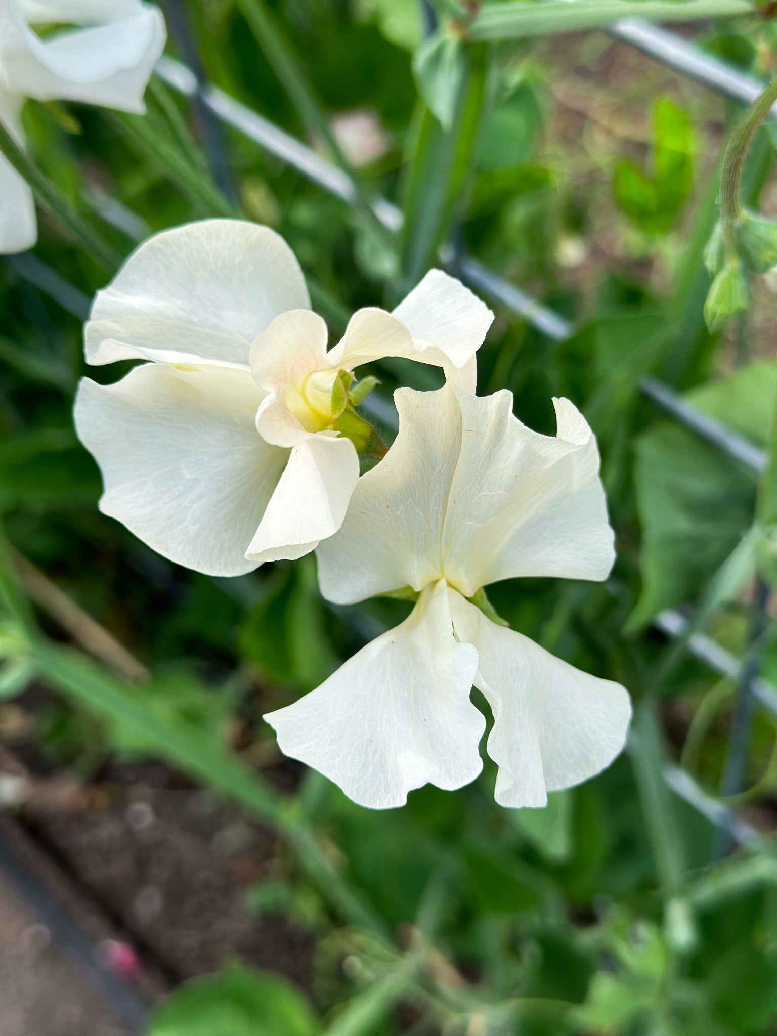 Sweet Pea Castle of Mey