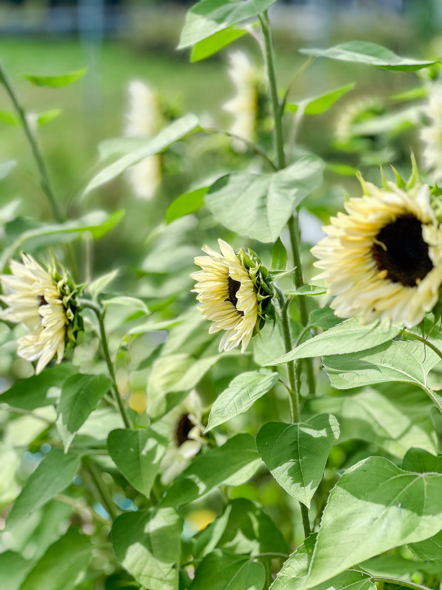 Sunflower Procut White Nite