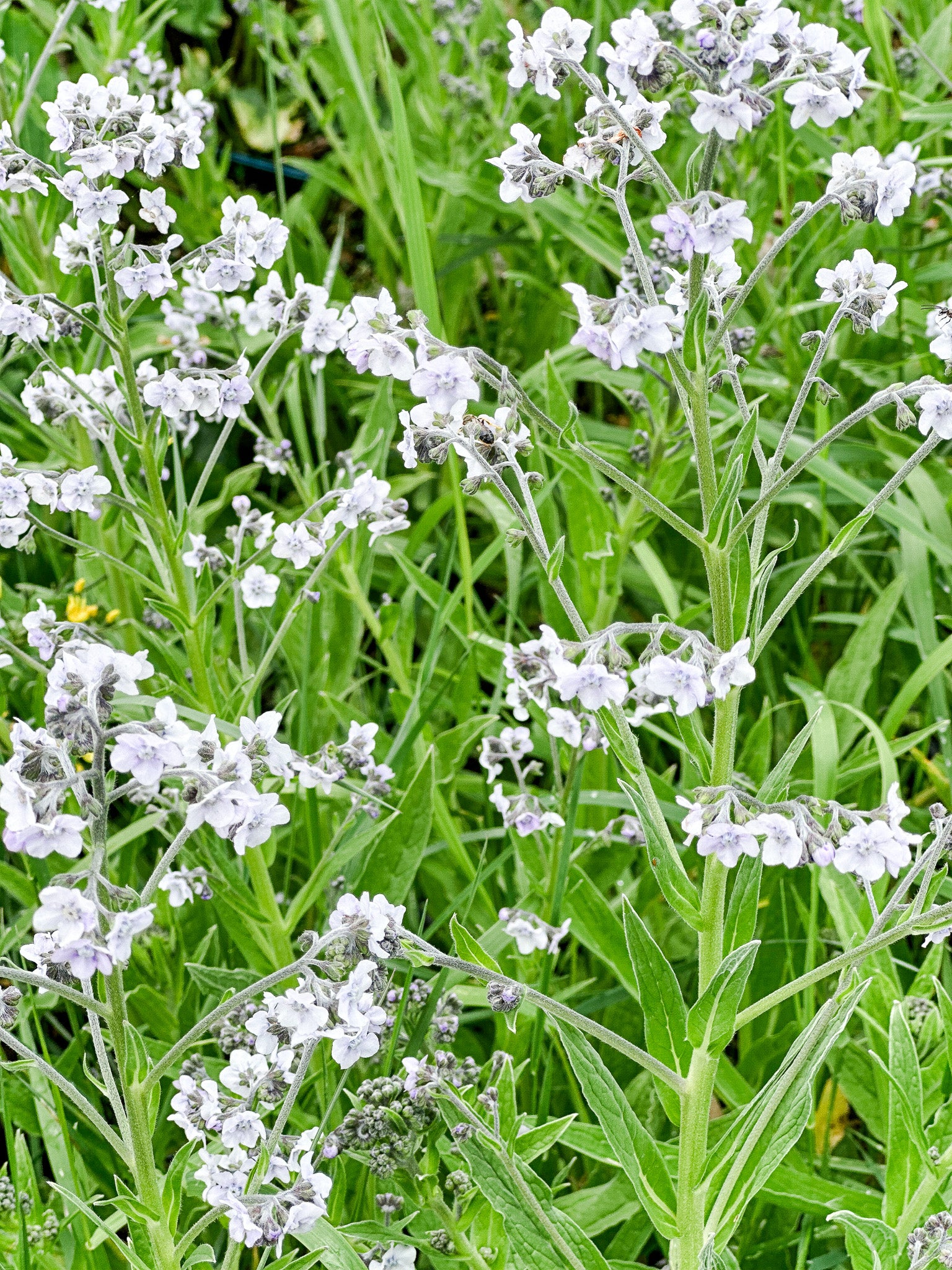 Forget Me Not Ms Marilyn