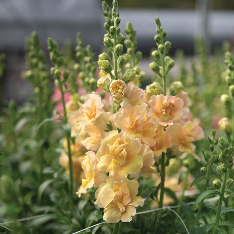 Snapdragon Double Frappe Apricot