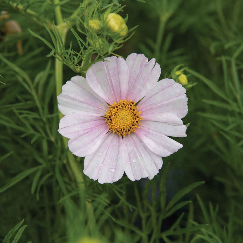 Cosmos Versailles Flush